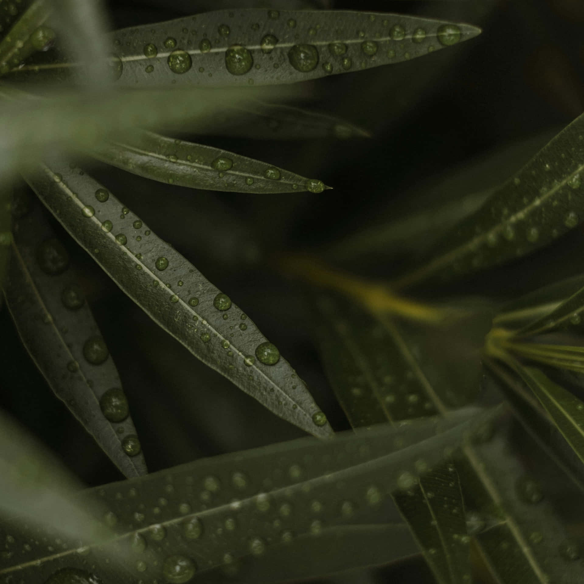  壁紙 — 柔和的陰影光線中，帶有光澤的綠色葉片近距離特寫，露珠閃爍。