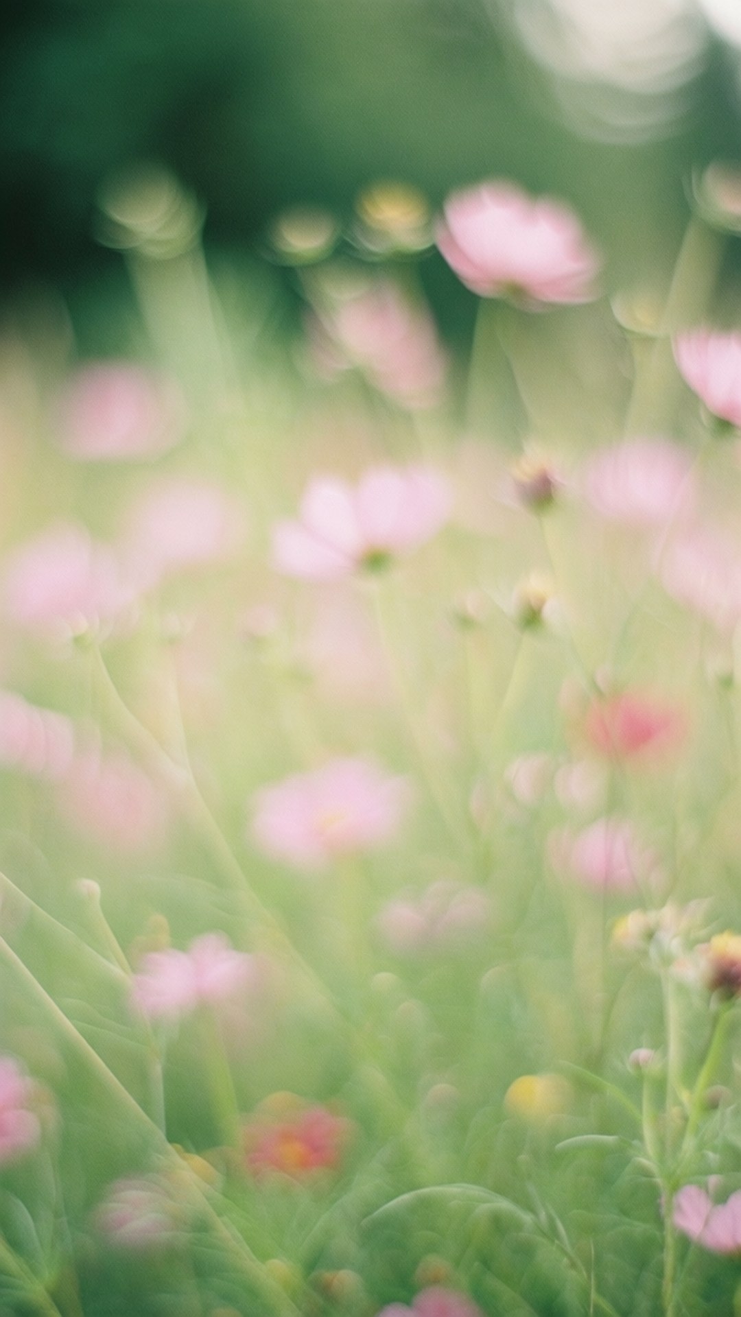 桌布 壁紙 — 柔軟的粉紅色大波斯菊花在陽光明媚的草地上輕輕搖曳，帶有夢幻般的散景和茂盛的綠色莖幹。