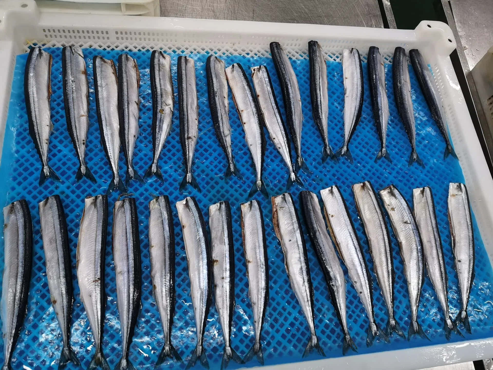  壁紙 — 一排排新鮮的銀色魚整齊地放在藍色穿孔托盤上，處於潔淨的工業環境中。