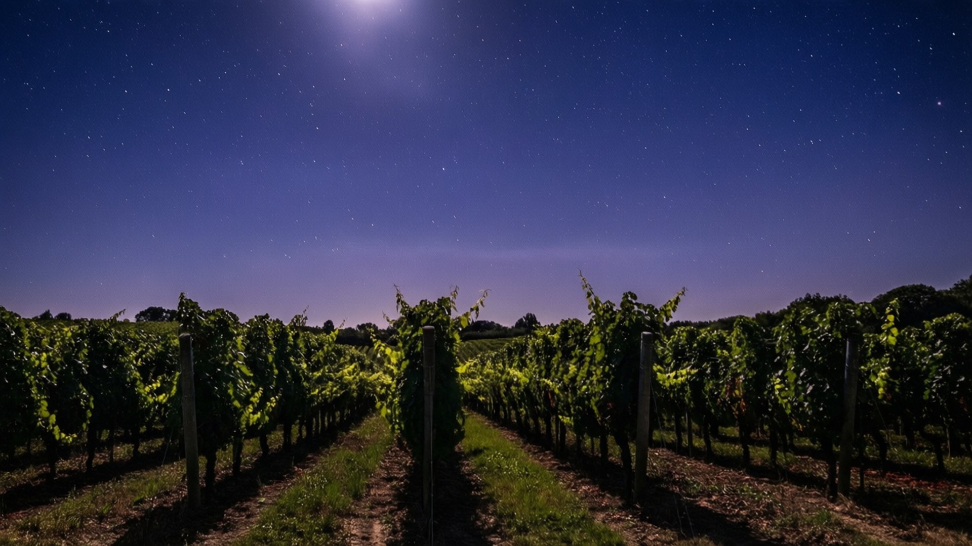Starry Vineyard Night 壁紙 — 一排排葡萄藤在繁星點點的夜空下延伸，被明亮的月亮照亮。