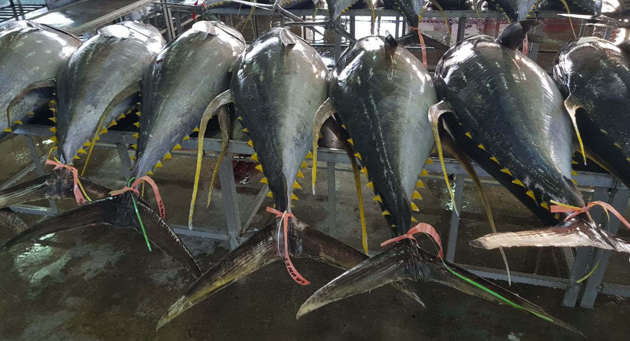  壁紙 — 一排排大型鮪魚懸掛在尾巴上，處於潮濕的工業魚市場環境中。