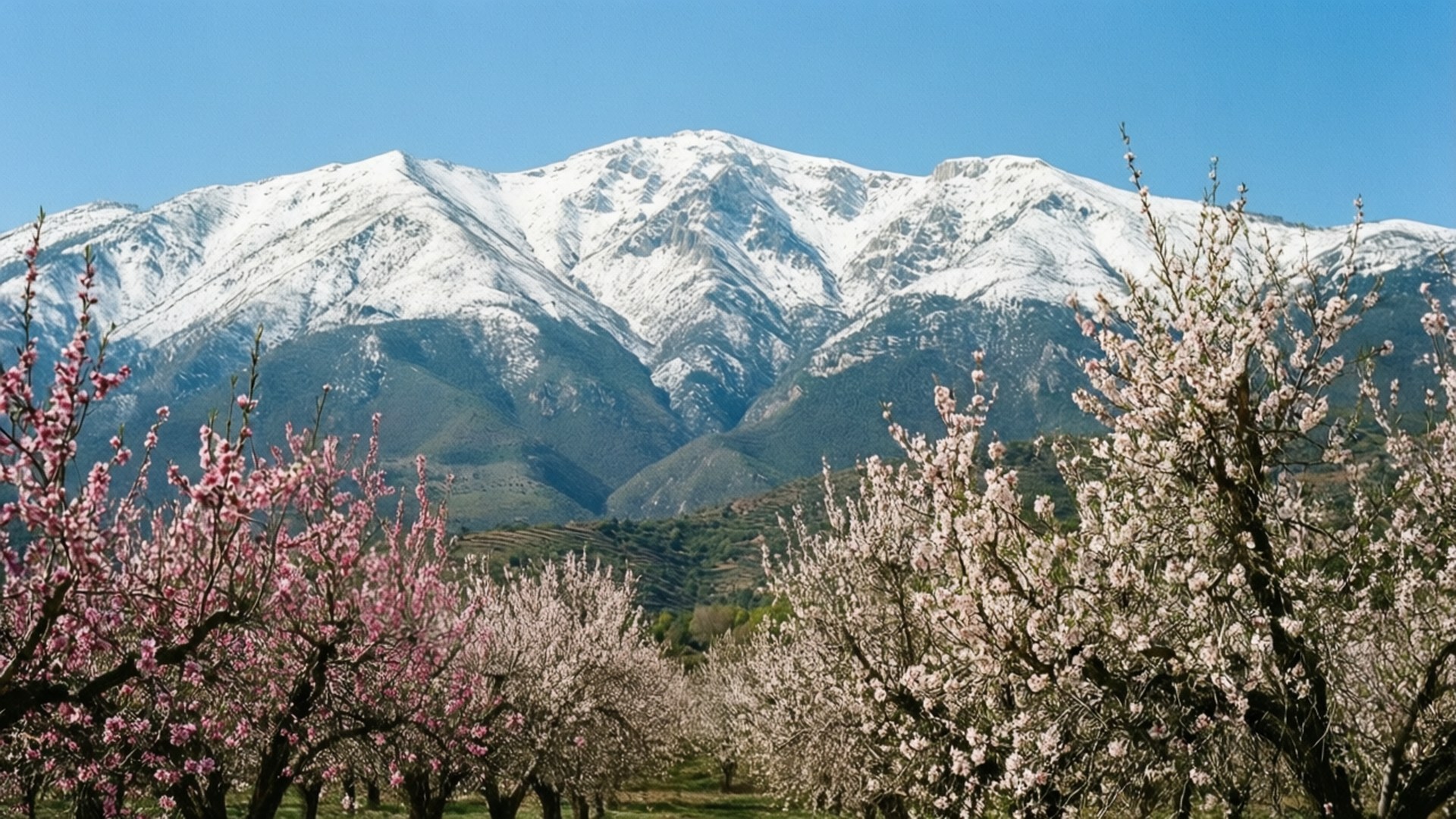 Sierra Nevada Almond Blossom 壁紙 — 一排排粉紅色和白色的開花樹木襯托著晴朗藍天下雄偉的雪山山脈。