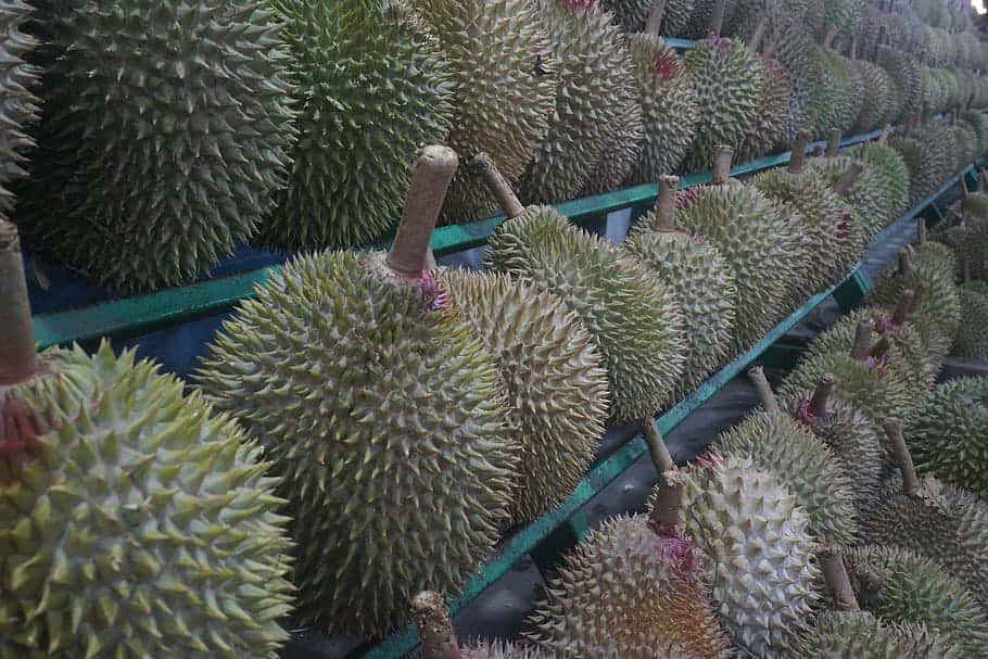  壁紙 — 一排排帶刺的綠色榴槤果實整齊地排列在市場環境中的綠色傳送帶上。