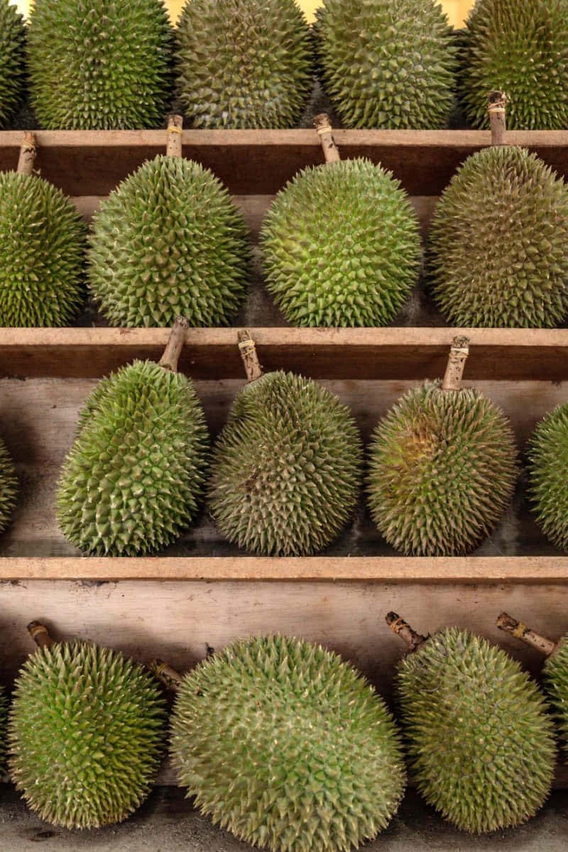  壁紙 — 一排排帶刺的綠色榴槤整齊地排列在市場攤位的木架上。