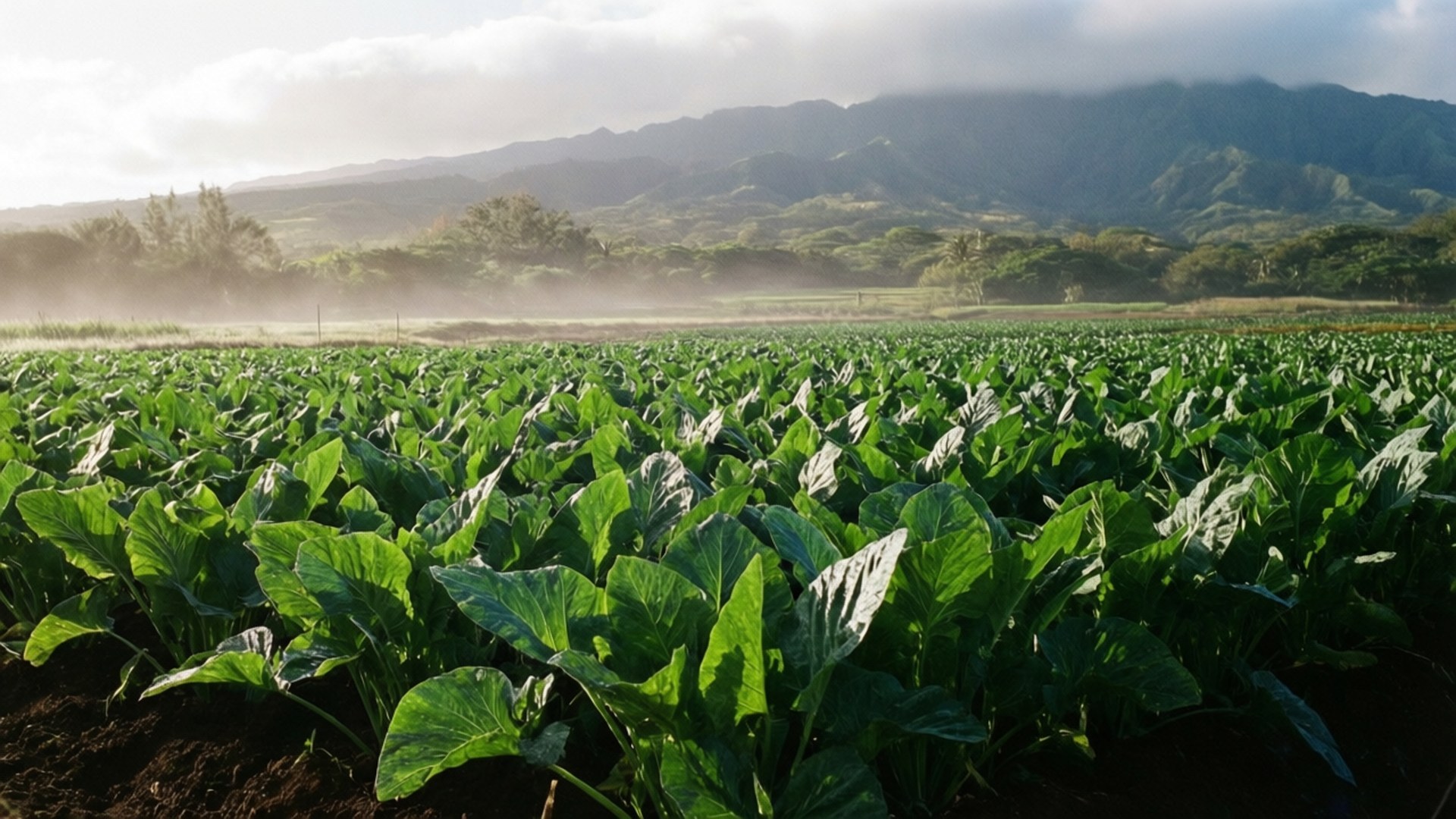 Taro Field Morning Mist 壁紙 — 一排排充滿活力的綠色葉子植物在霧氣瀰漫的田野中延伸，背景是連綿起伏的山脈，天空柔和多雲。