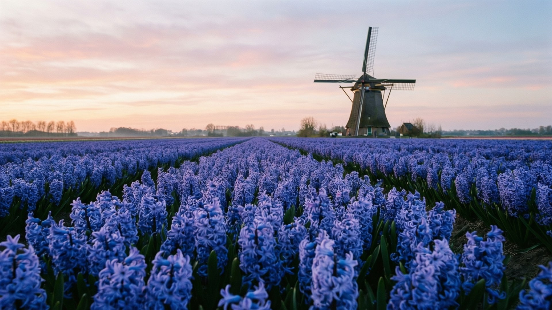 Hyacinth Field Sunrise 壁紙 — 一排排充滿活力的紫色風信子，在柔和粉彩的日落天空下，延伸至一座經典的木製風車。