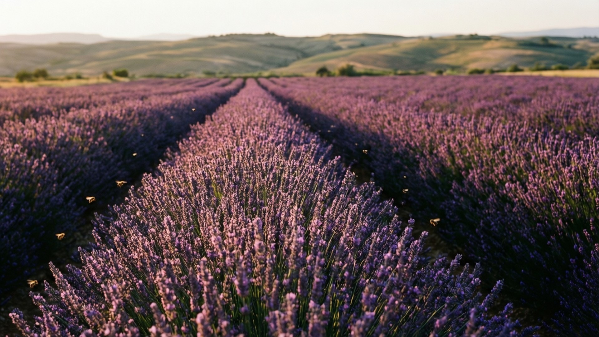 Brihuega Lavender Fields 壁紙 — 一排排充滿活力的紫色薰衣草延伸到起伏的綠色山丘，在柔和的金色日落之下。