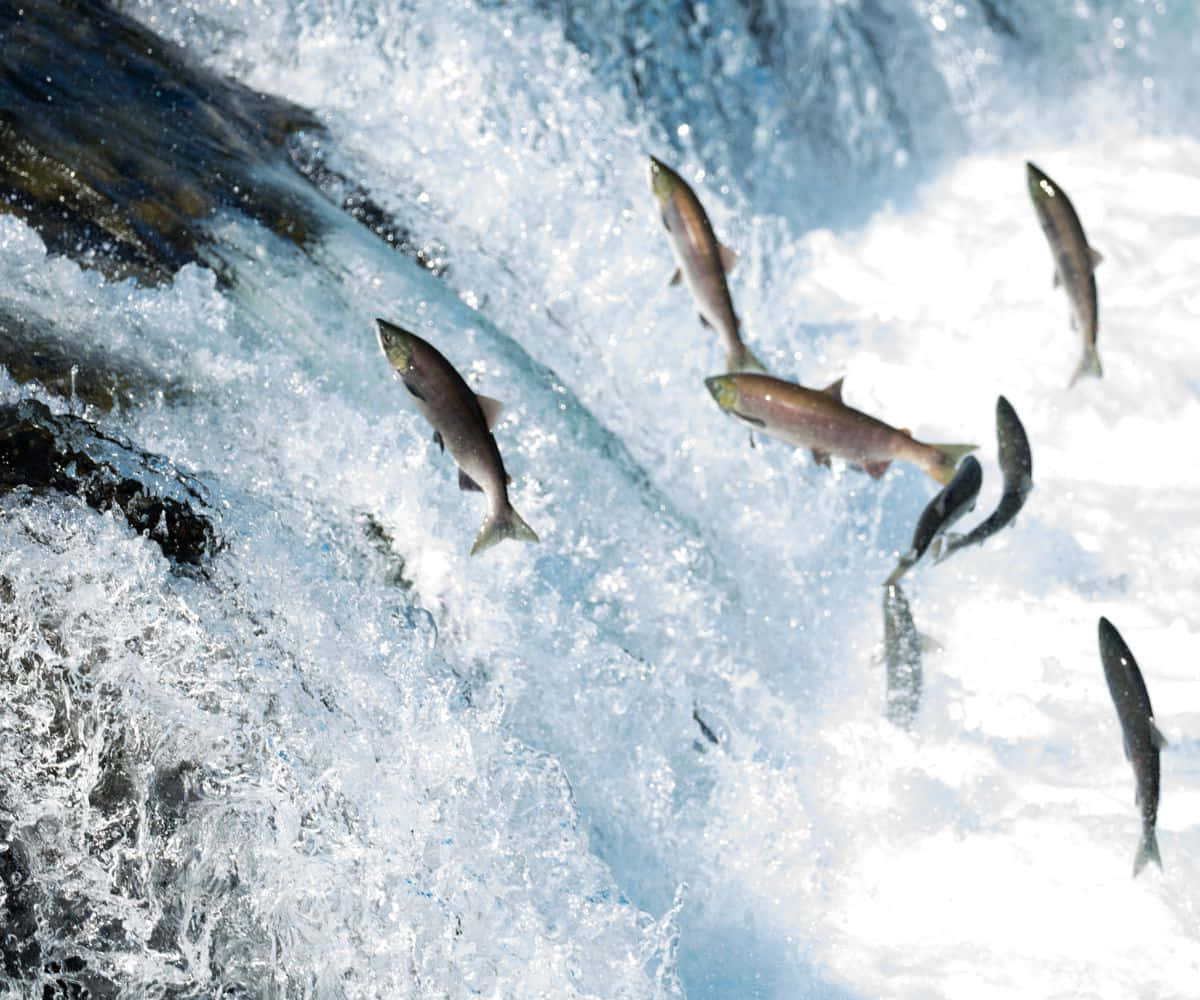  壁紙 — 鮭魚強而有力地躍過翻騰的白色泡沫水流，水流沿著深色濕潤的岩石傾瀉而下，構成動態的自然場景。