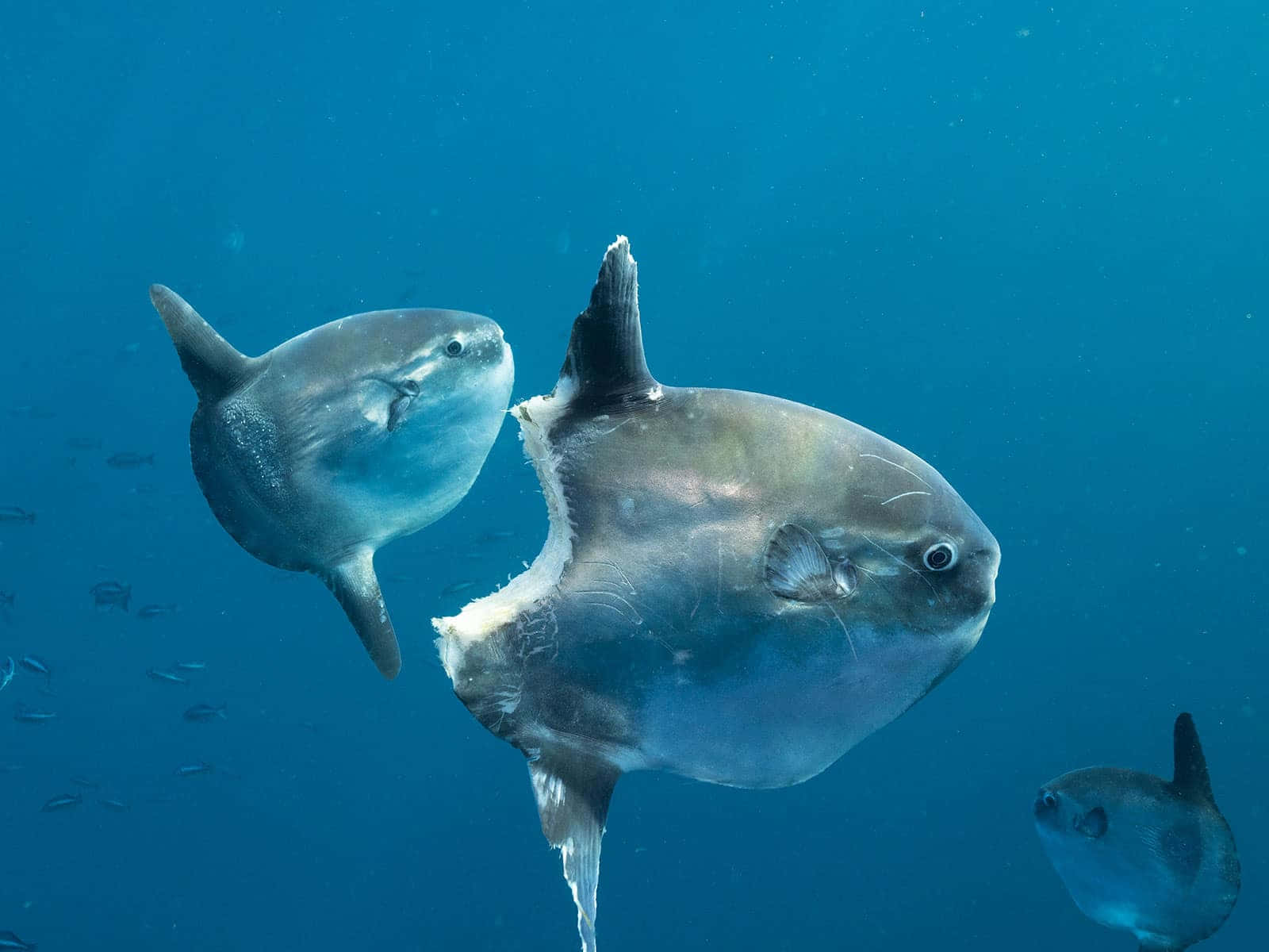  壁紙 — 三條翻車魚在清澈的藍色水中滑行，附近有小魚游動。