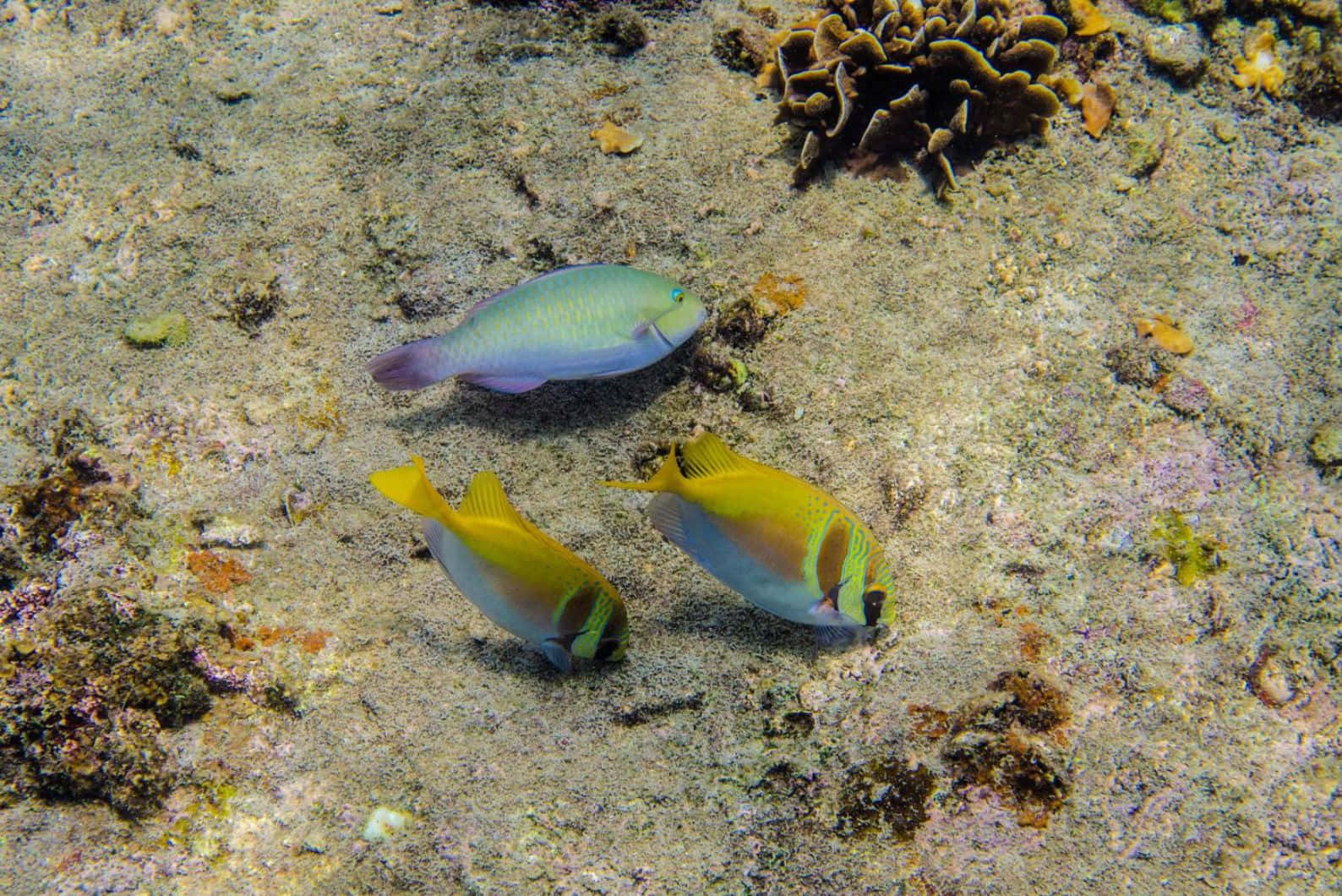  壁紙 — 三條色彩繽紛的鸚哥魚在佈滿珊瑚和海洋生物的沙質海底上優雅地游動。