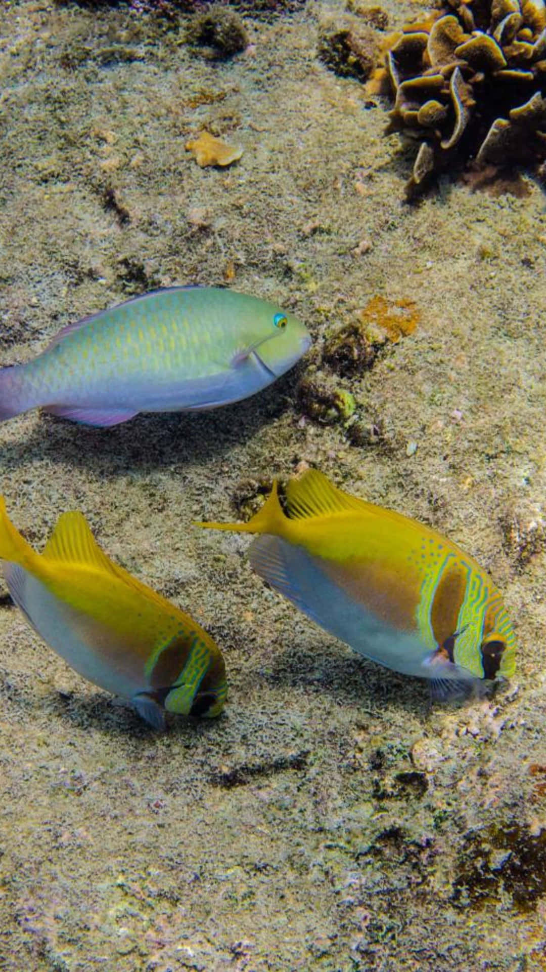  壁紙 — 三條色彩繽紛的鸚哥魚在珊瑚礁附近的沙質海底優雅地游動。