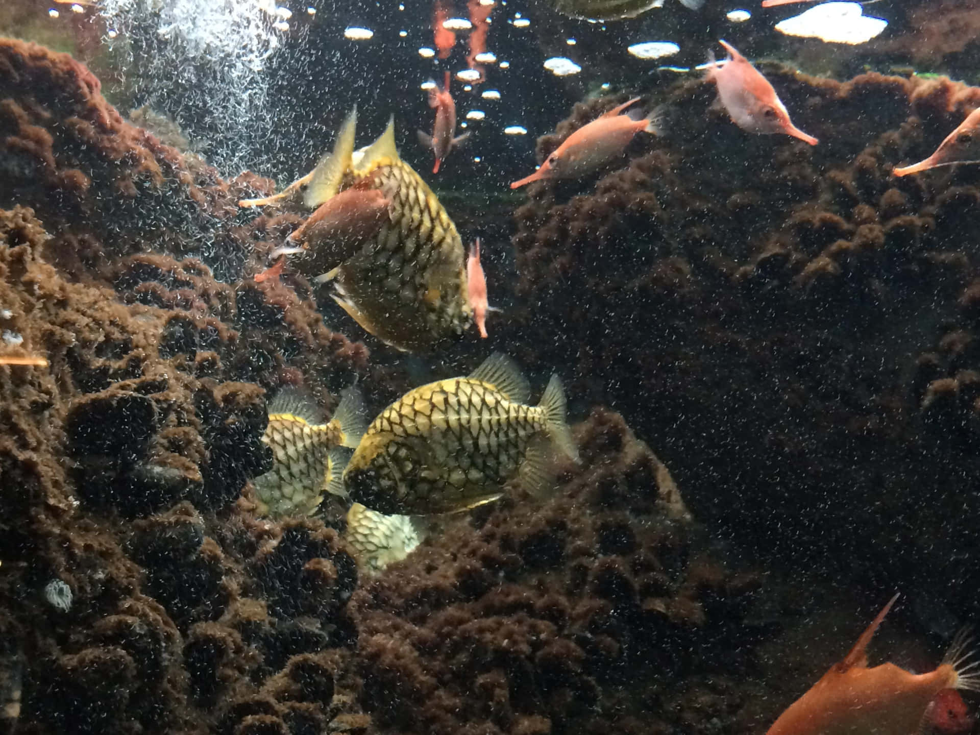  壁紙 — 鱗片在裝甲魚身上閃爍，穿梭於深色珊瑚和上升的氣泡之間，構成生動的水族館場景。