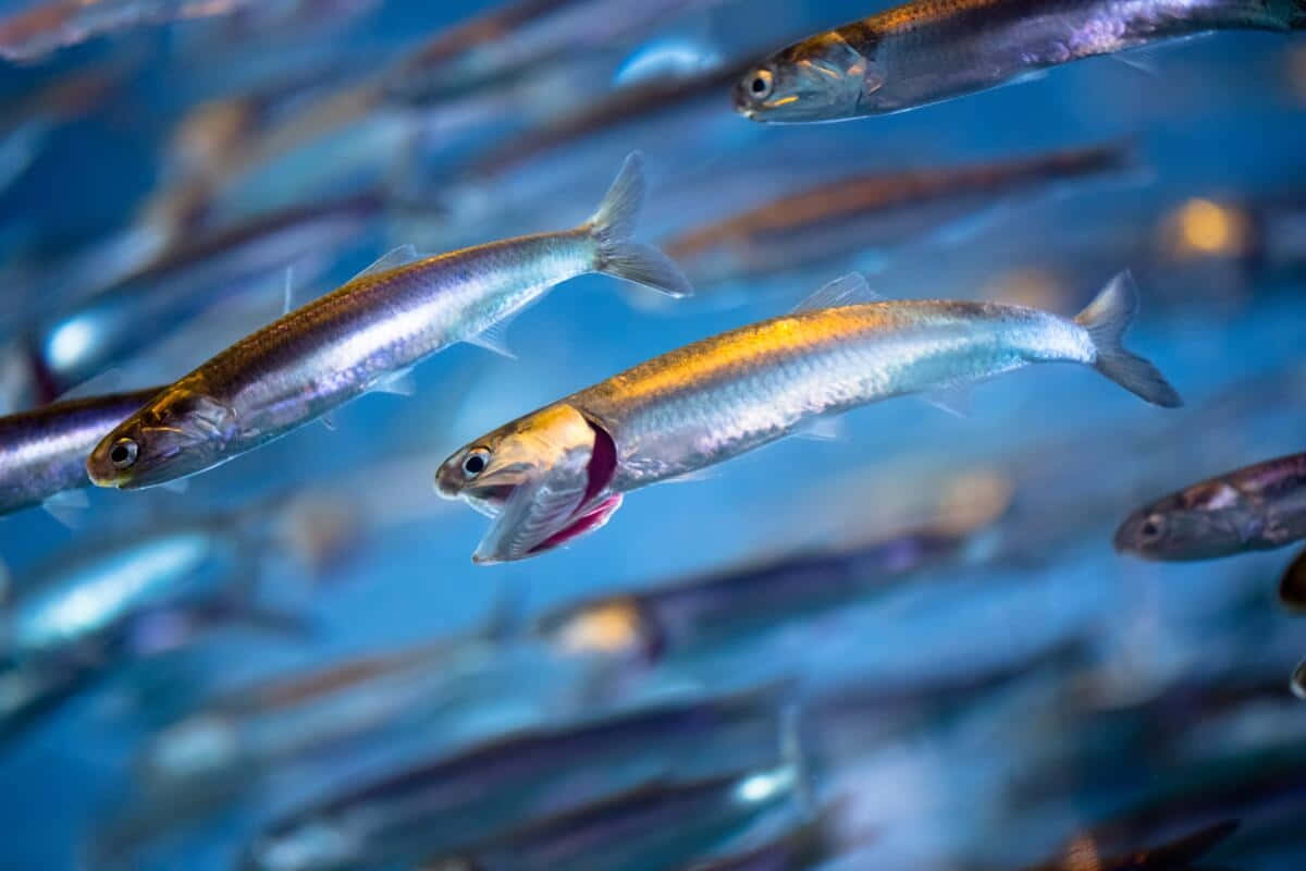  壁紙 — 一群銀色魚在清澈的藍色水中游動，其中一條魚正在進行捕食攻擊，露出粉紅色的嘴巴。