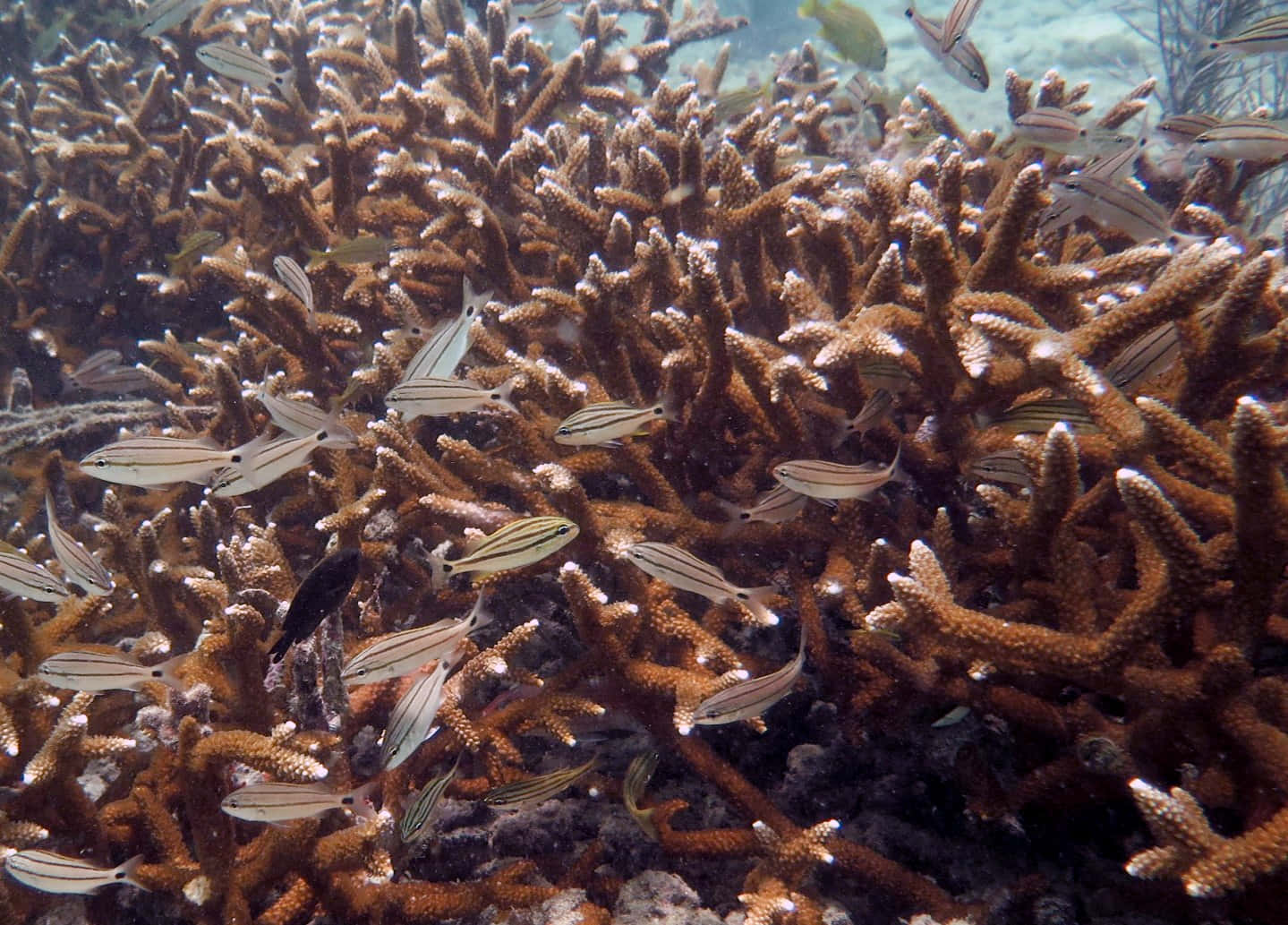  壁紙 — 一群條紋魚在水下錯綜複雜的棕色珊瑚枝間優雅地游動。