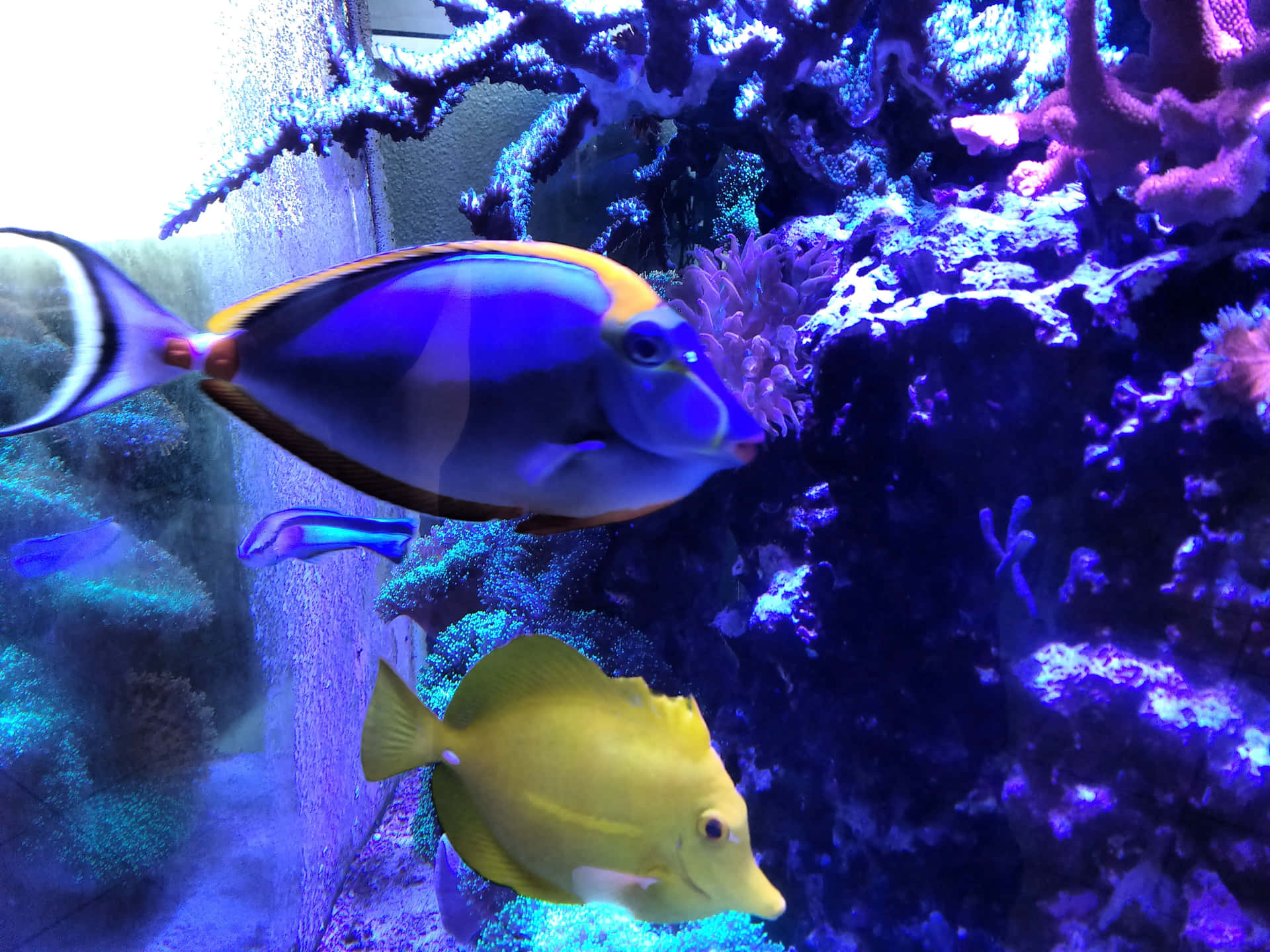  壁紙 — 色彩繽紛的熱帶魚在電光藍色水族燈光下，掠過發光的珊瑚。