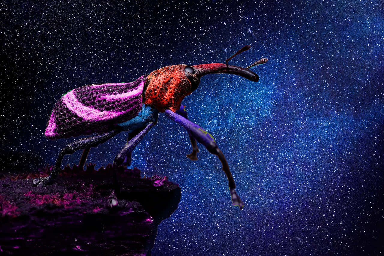  壁紙 — 一隻色彩鮮豔、帶有粉紅色和橙色圖案的象鼻蟲，站在深色岩石上，背景是星空宇宙藍。