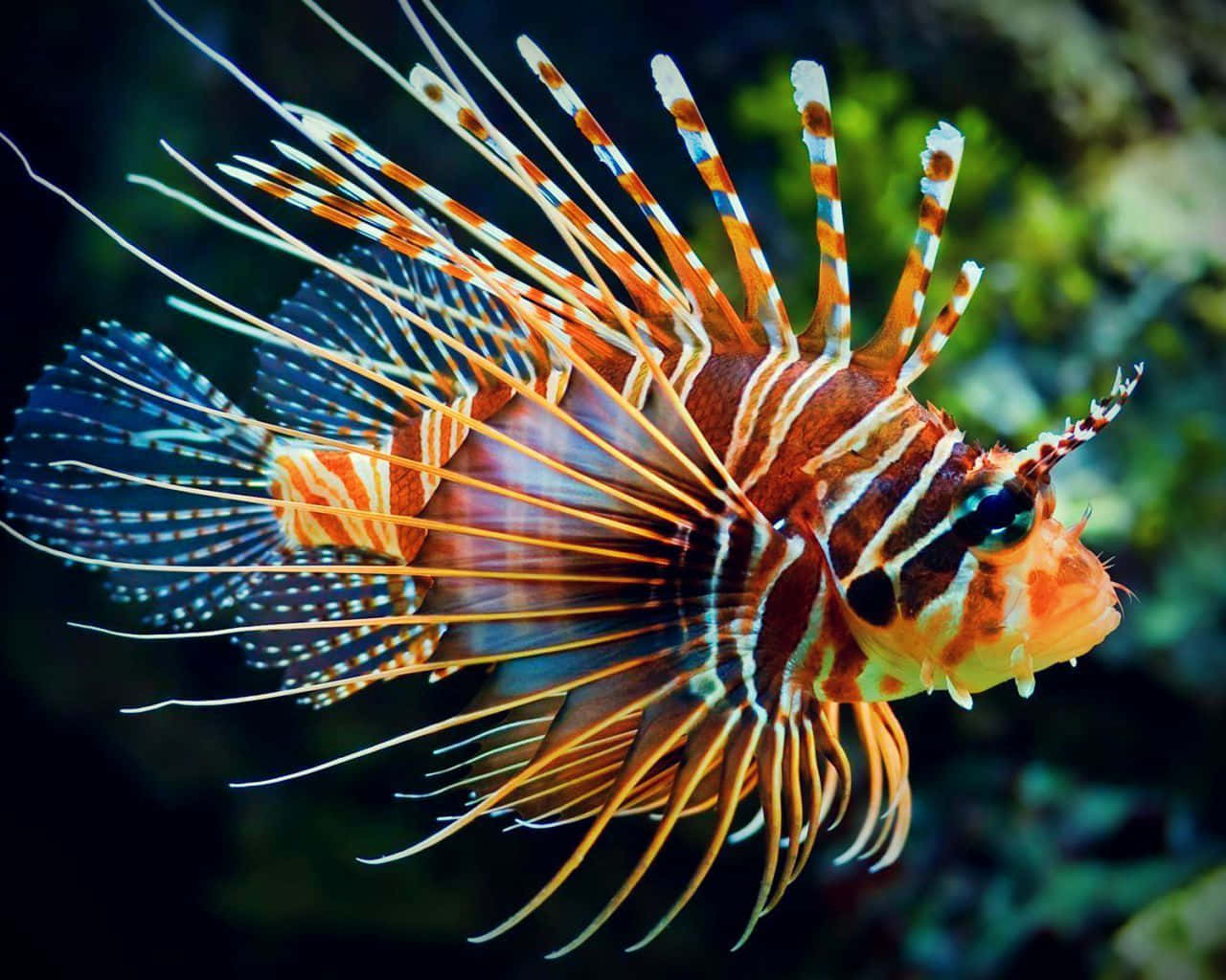  壁紙 — 一條色彩鮮豔的獅子魚，帶有橙色、白色和藍色條紋，在黑暗模糊的珊瑚礁背景下優雅地游動。