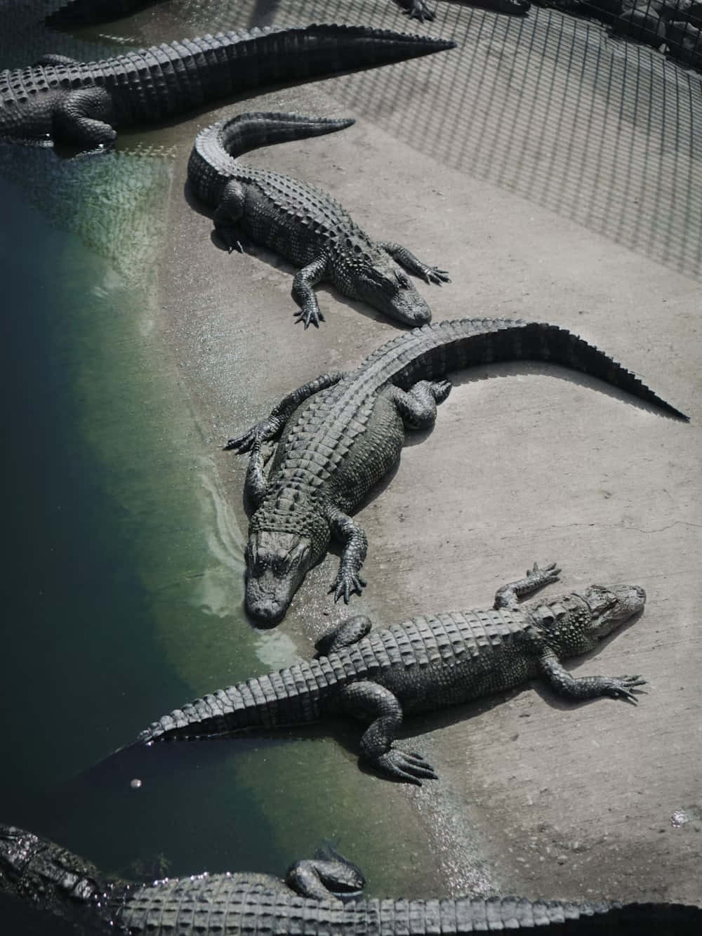  壁紙 — 幾條短吻鱷在封閉棲息地的渾水旁邊的混凝土堤岸上曬太陽。
