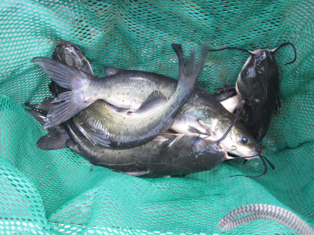  壁紙 — 幾條剛捕獲的鯰魚，帶有深灰色鱗片和長鬍鬚，躺在綠色漁網中。