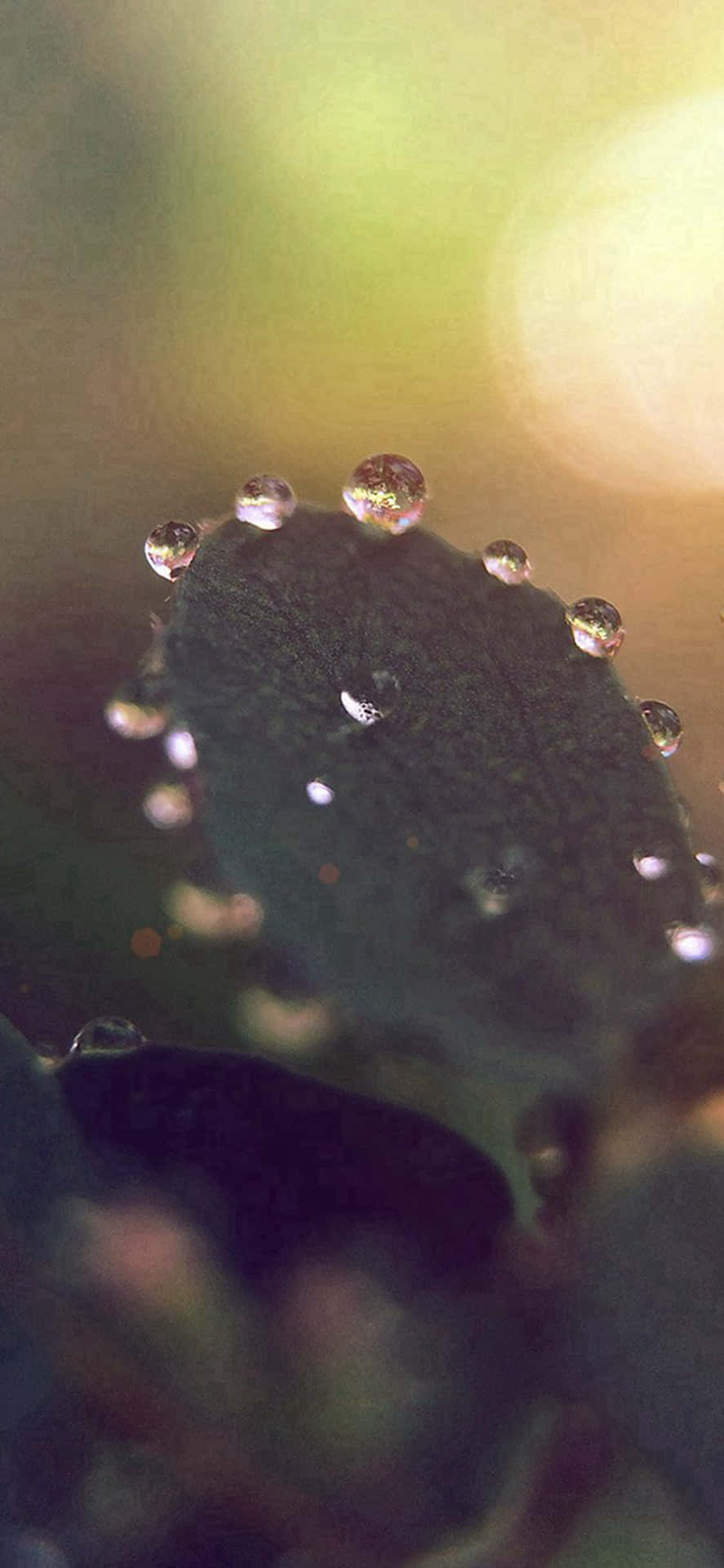 特寫鏡頭：葉子上的露珠，帶有柔和的金色背景光。 — iPhone X 壁紙