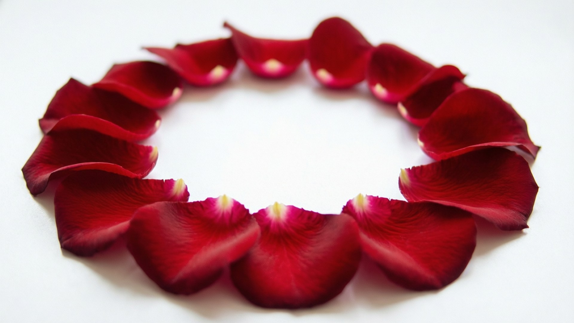 Rose Petal Red Circle 壁紙 — 深紅色玫瑰花瓣在純白背景上排列成完美圓形。