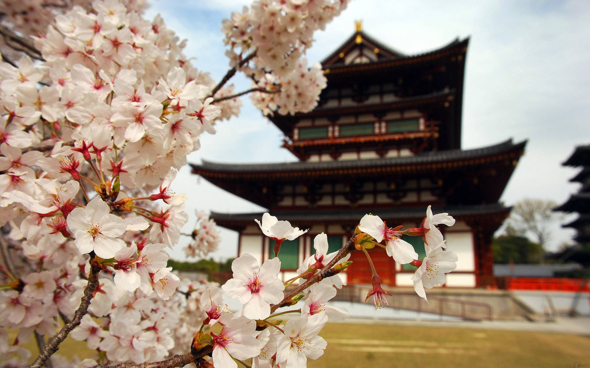 春天日本寺廟前的櫻花。 — 日本櫻花 壁紙
