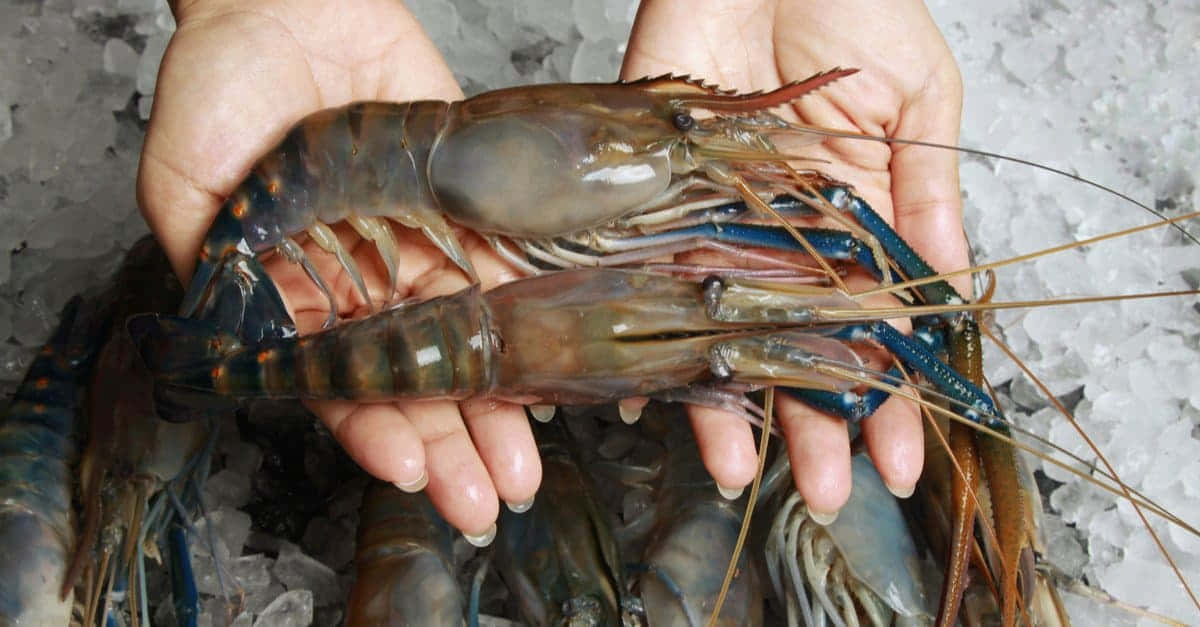  壁紙 — 雙手捧著新鮮虎蝦放在碎冰上，於海鮮市場攤位。