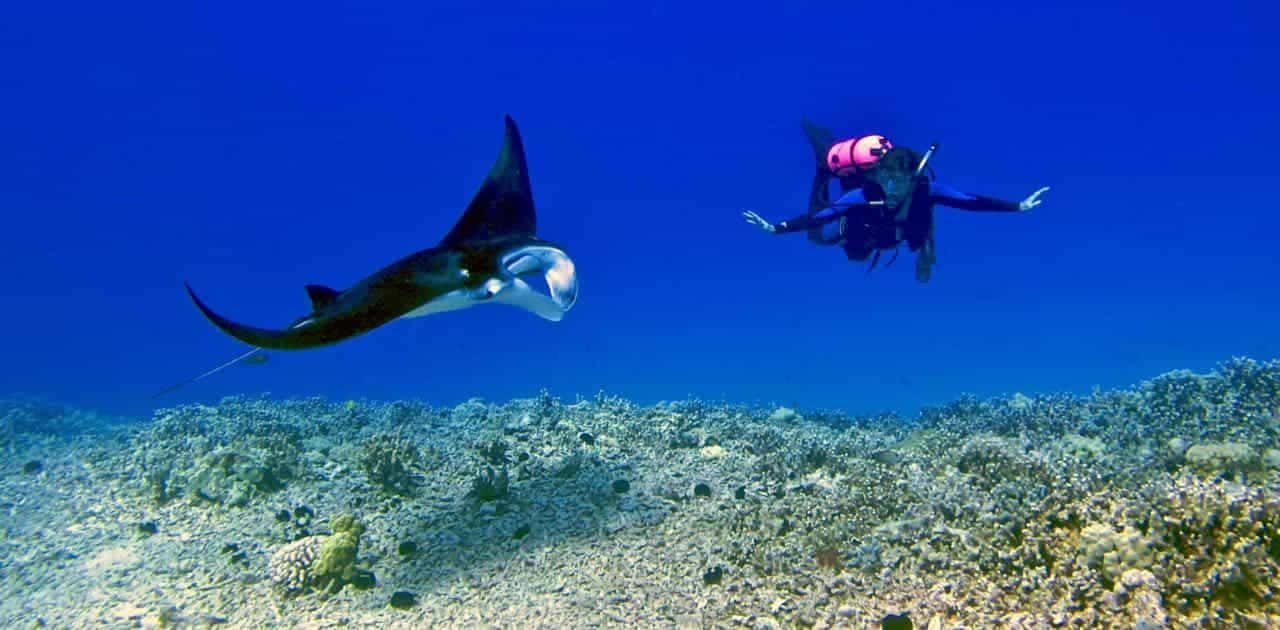 Manta Rays 桌布 壁紙 — 一名身穿粉紅色浮力背心的水肺潛水員，在清澈的藍色海水中，滑過一條巨大的蝠鱝，下方是色彩繽紛的珊瑚礁。
