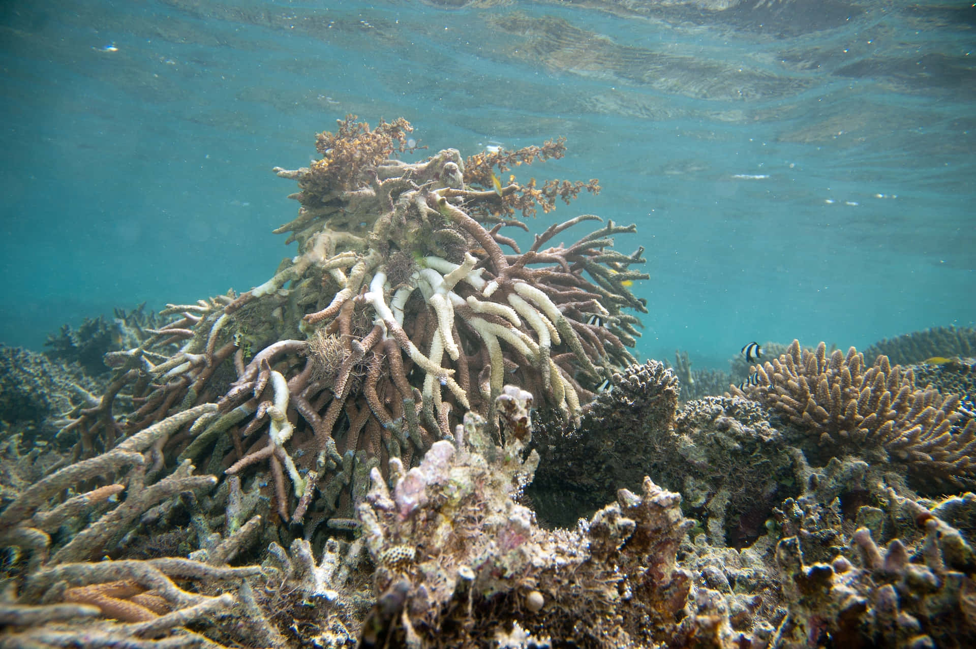  壁紙 — 水下珊瑚礁，有分支珊瑚和小魚在清澈的碧綠海水中游動。