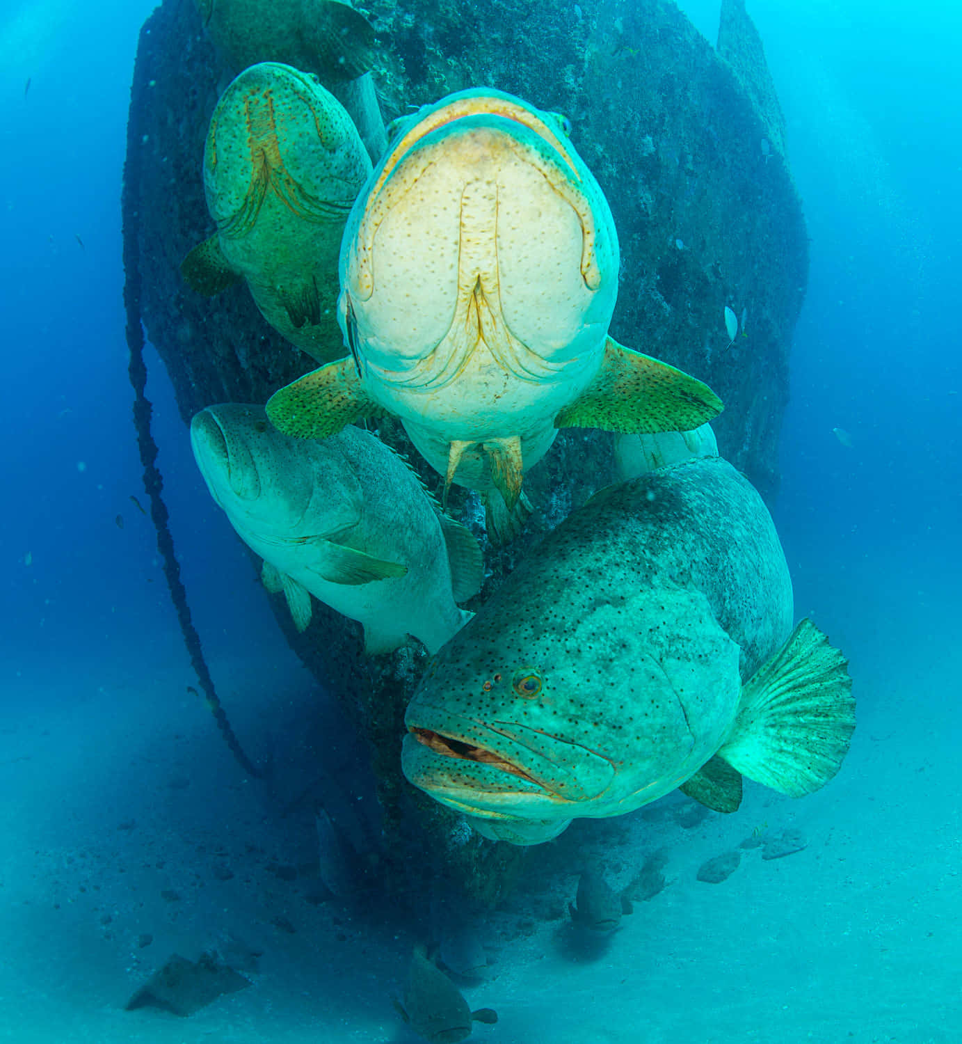  壁紙 — 四條大型斑點石斑魚在清澈藍色海水中的沉船殘骸周圍徘徊。