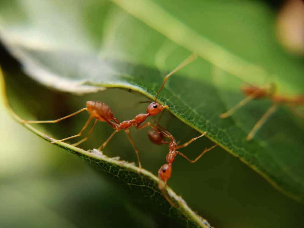  壁紙 — 細小的紅色螞蟻在陽光普照的微距鏡頭下，沿著一片充滿活力的綠色葉子邊緣爬行。