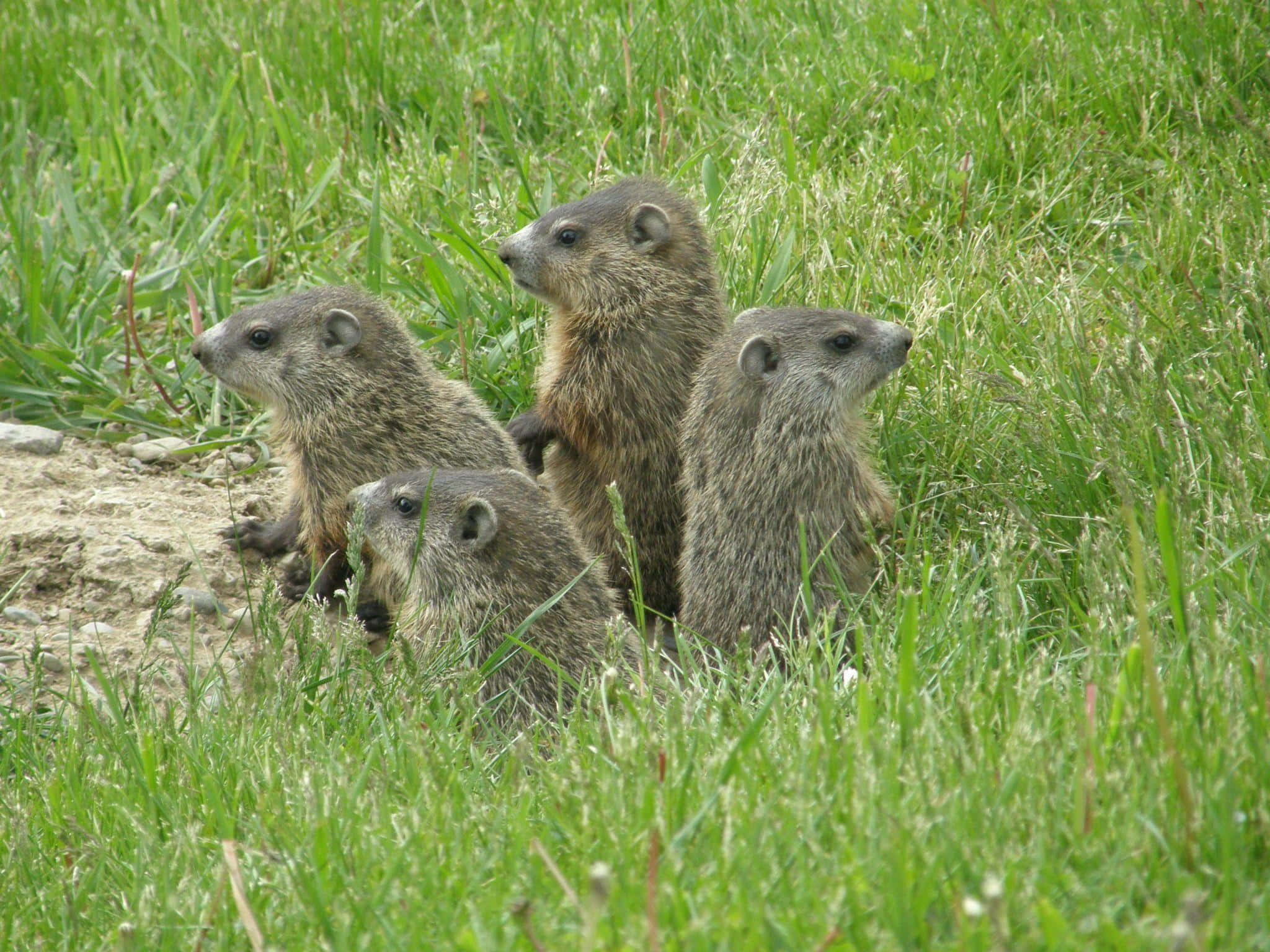 Woodchuck 桌布 壁紙 — 四隻好奇的土撥鼠在陽光明媚的草地上，從茂密的綠草和土堆旁邊探出頭來。