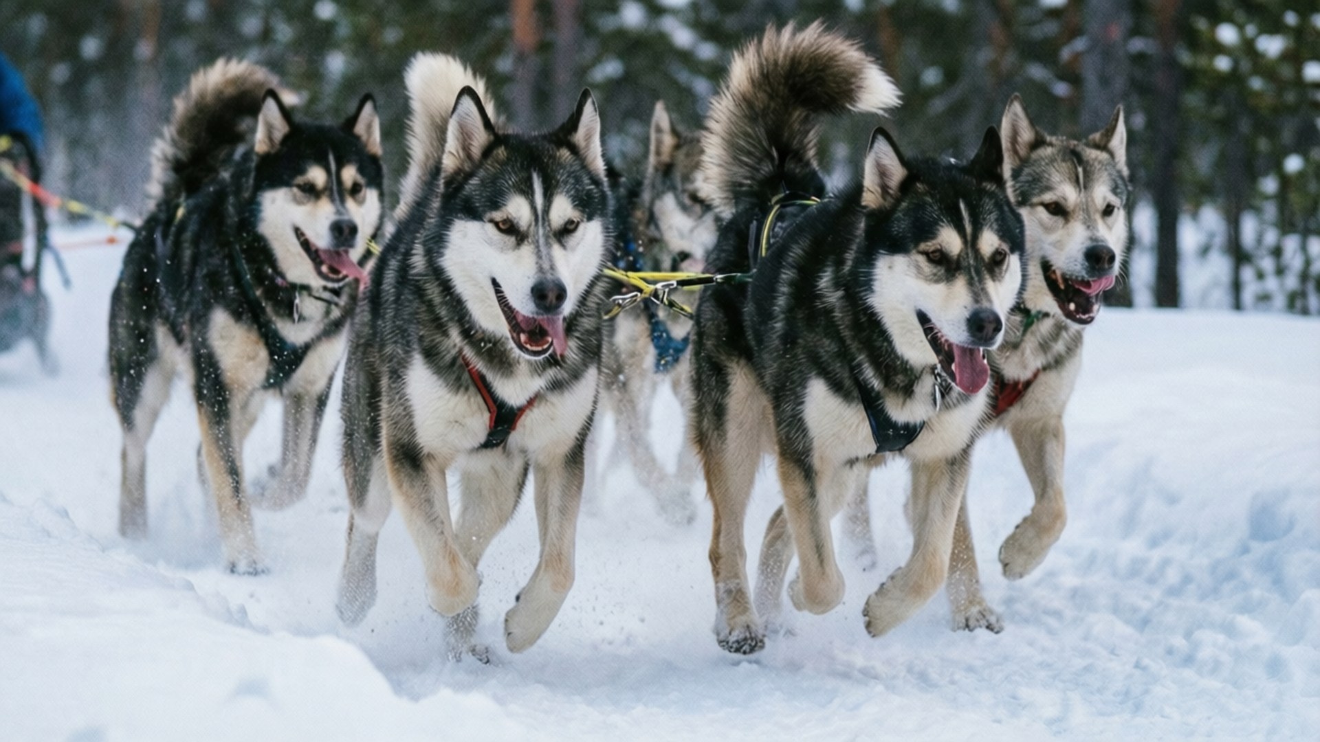 Husky Sledding Lapland 壁紙 — 一群充滿活力的西伯利亞雪橇犬在森林覆蓋的冬季景觀中穿過深雪奔馳。