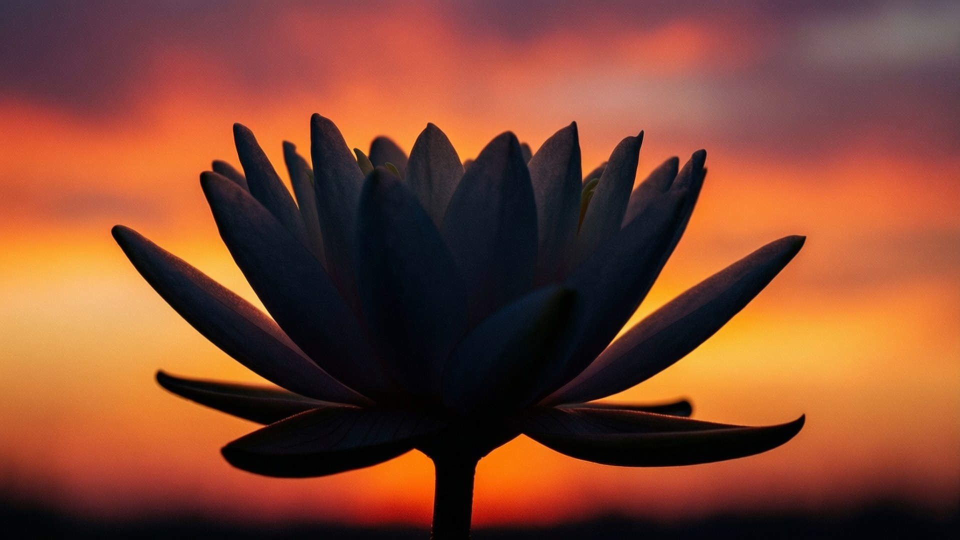 Sunset Lily Graphic 壁紙 — 一朵剪影的蓮花在火紅的橙色和紫色日落天空中綻放。
