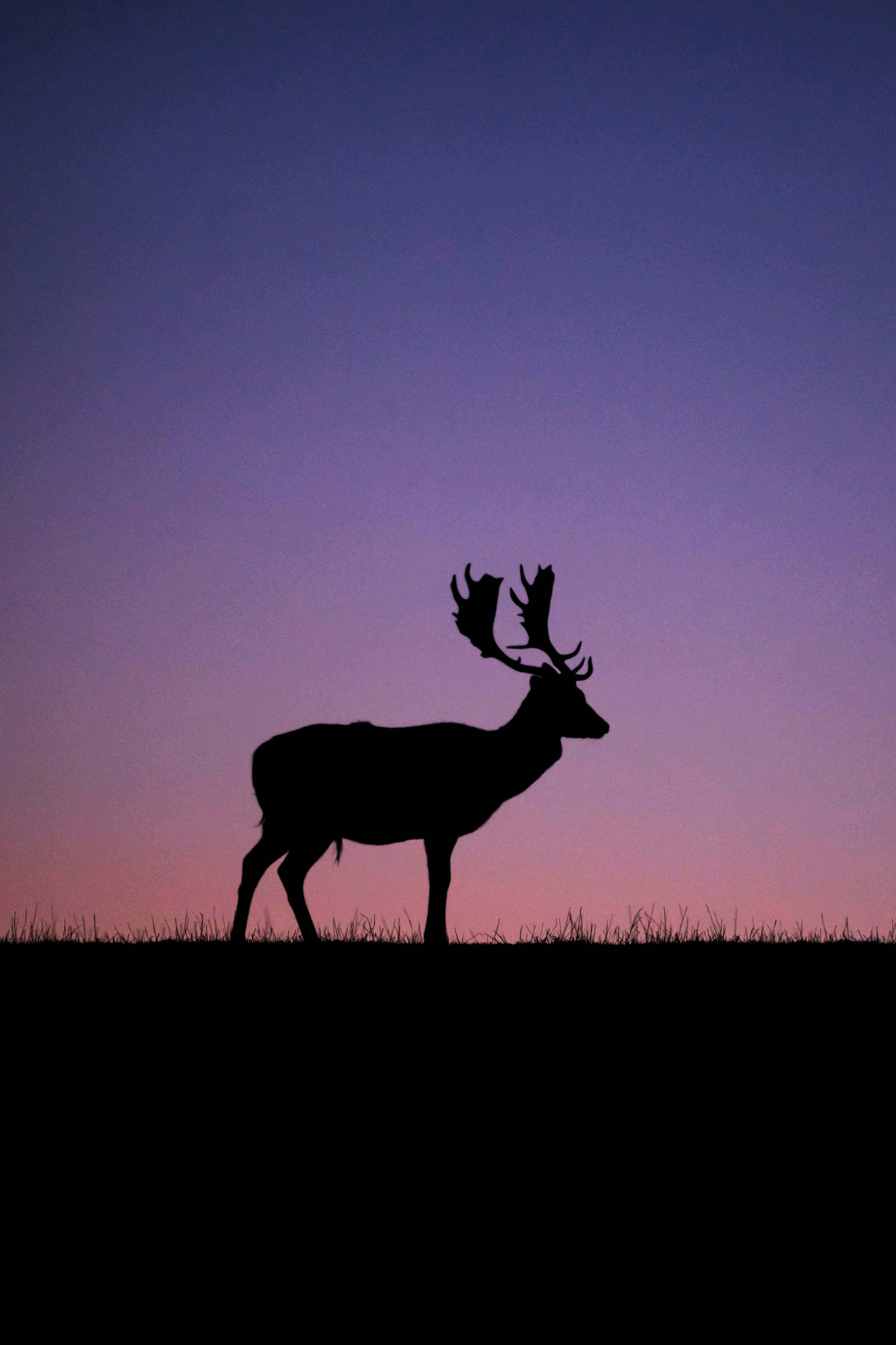 Stag 桌布 壁紙 — 一隻擁有巨大鹿角的雄偉雄鹿剪影，獨自站在融合紫色和粉紅色色調的暮色天空前。