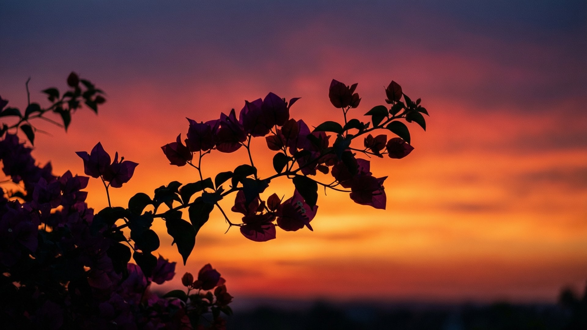Sunset Bougainvillea Silhouette 壁紙 — 剪影的九重葛花朵框住火熱的橙色和紫色日落天空。