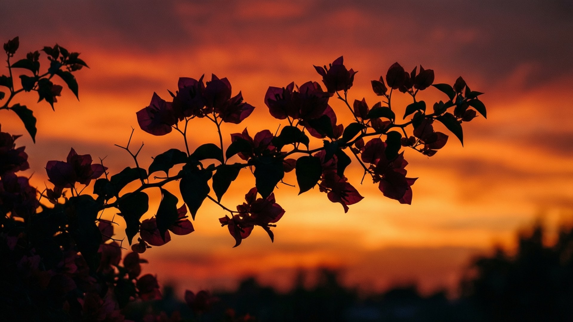 Bougainvillea Silhouette Sunset 壁紙 — 剪影的九重葛花朵框住火熱的橙紅色日落天空。