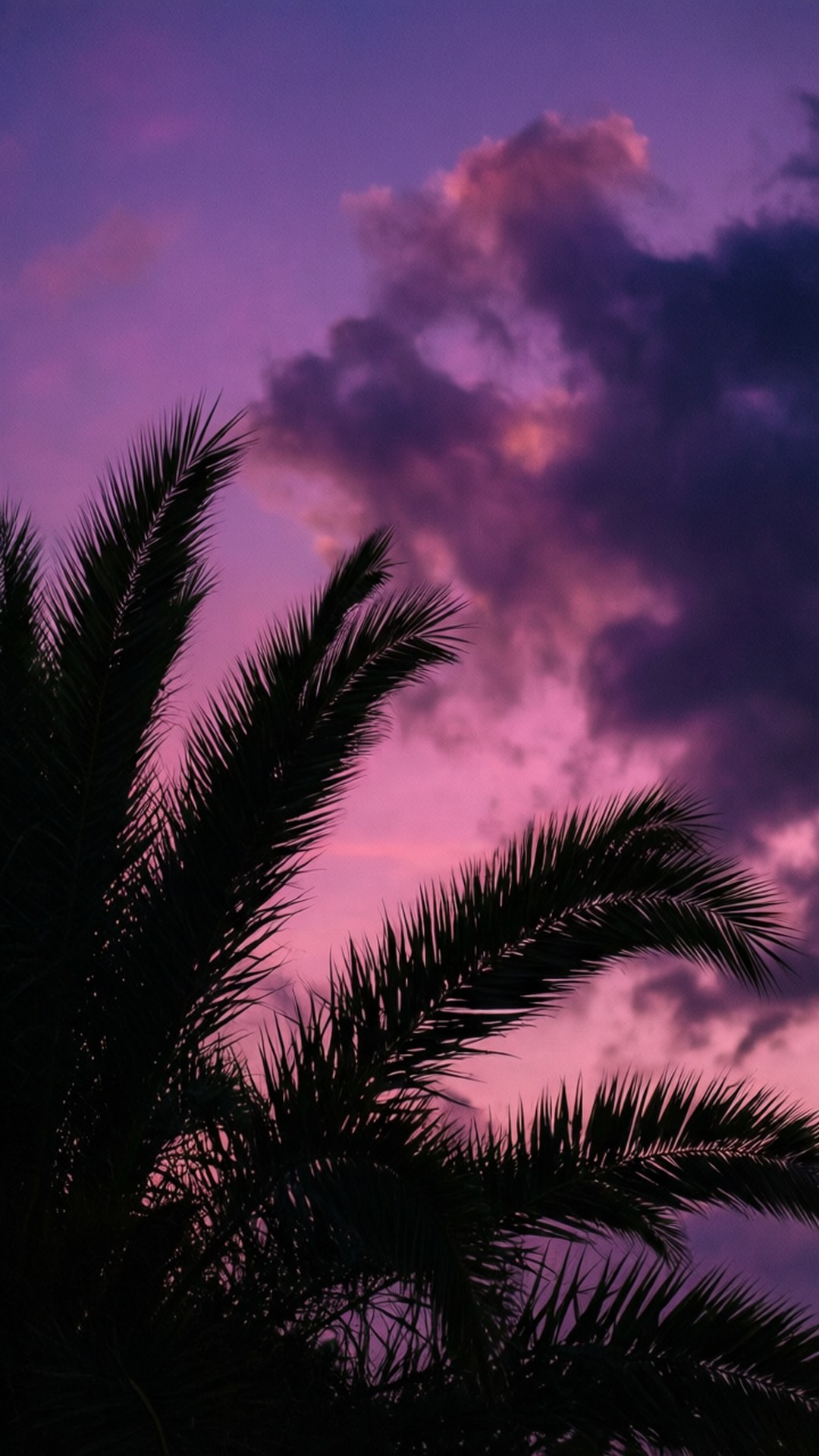 Twilight Silhouette Palm 壁紙 — 棕櫚葉的剪影框住了一片戲劇性的天空，天空被塗上深紫色和粉紅色，雲朵在頭頂盤旋。