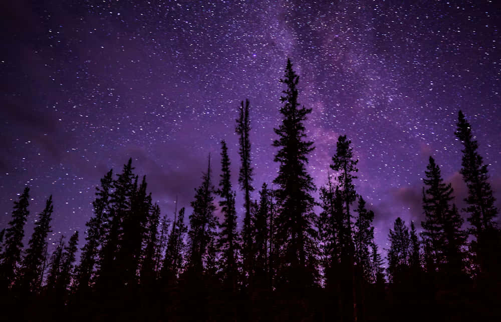  壁紙 — 松樹的剪影襯托出一個令人驚嘆的紫色夜空，充滿無數星星和銀河。