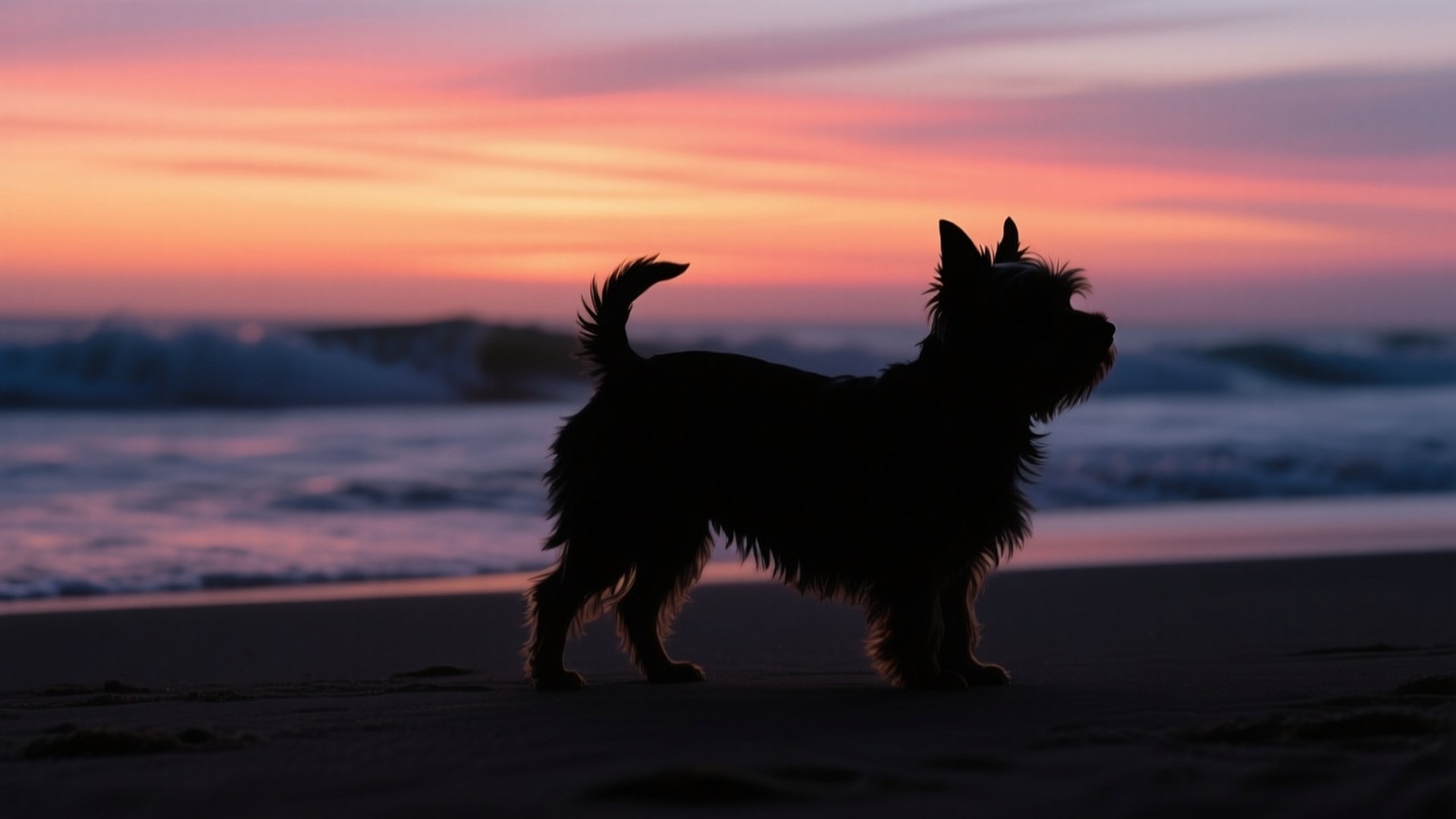 Sunset Yorkie Silhouette 壁紙 — 一隻剪影中的爹利犬警覺地站在沙灘上，海浪在熾熱的粉紅和橙色日落天空下拍打。