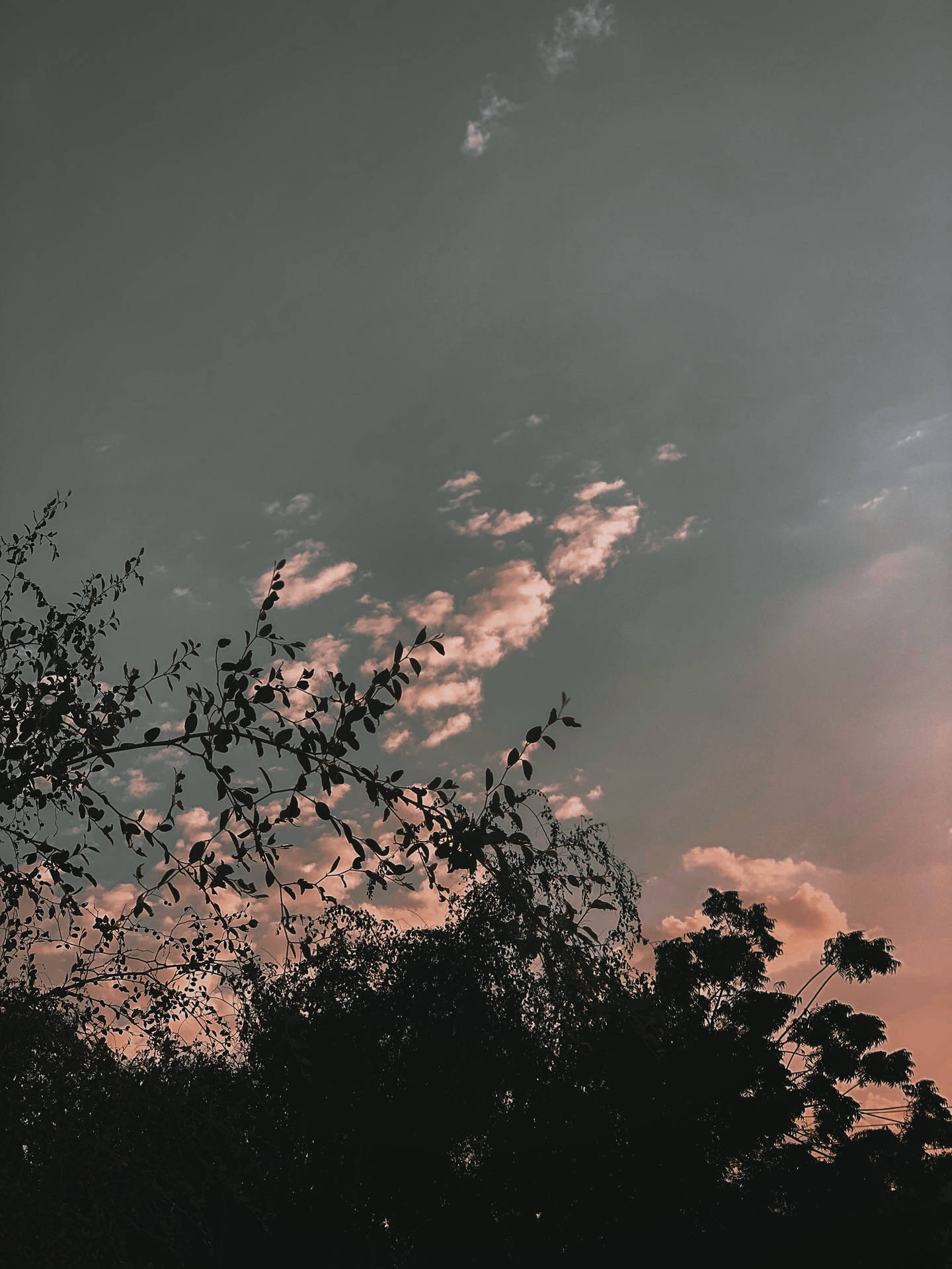 樹木剪影映襯著粉紅與灰色的暮色天空，雲朵散佈。 — iPhone 13 Pro Max 壁紙