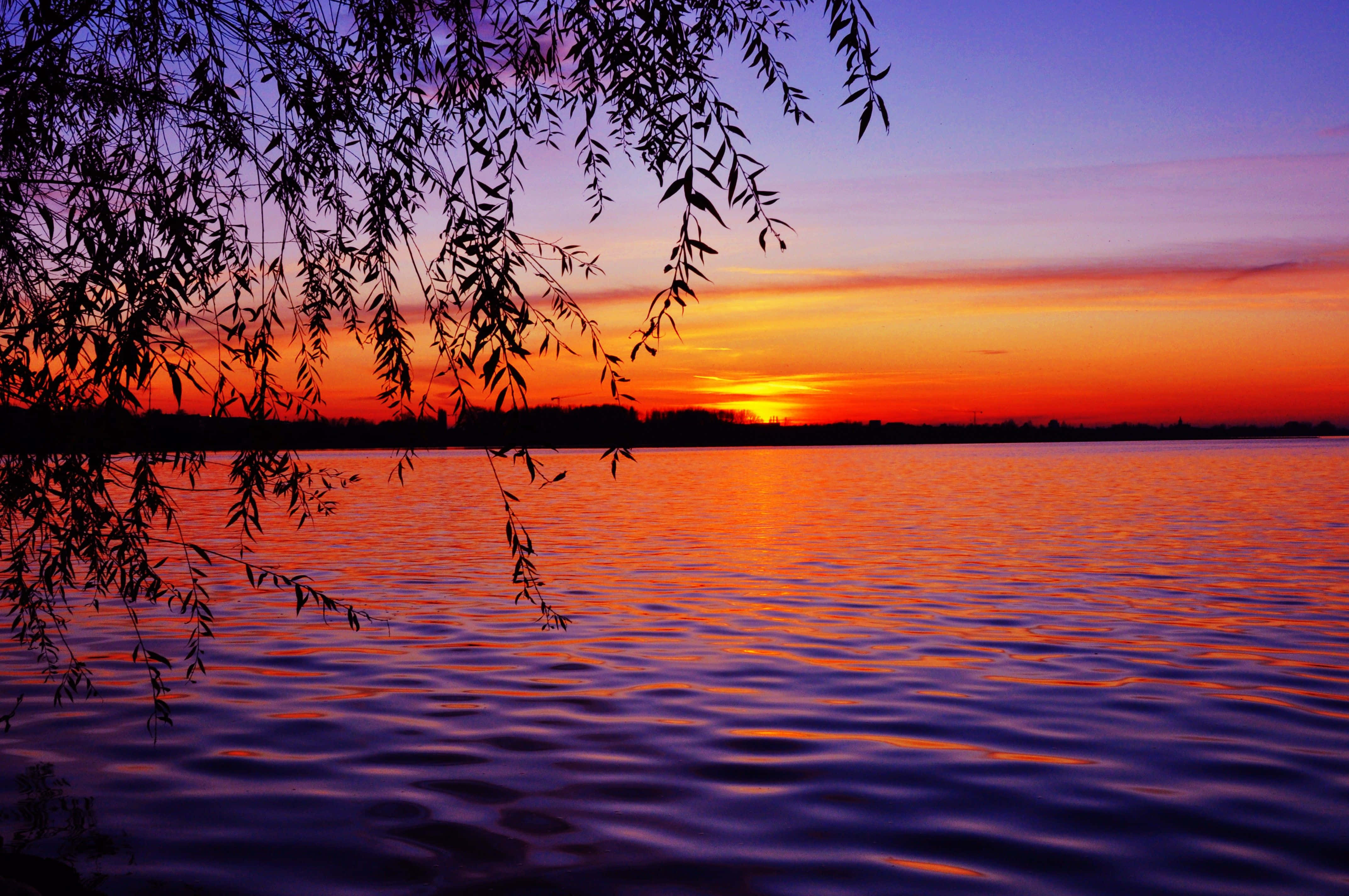 Sunset View 桌布 壁紙 — 柳樹枝條的剪影框住了一個寧靜的湖泊，反射出火熱的橙色和紫色日落色調。