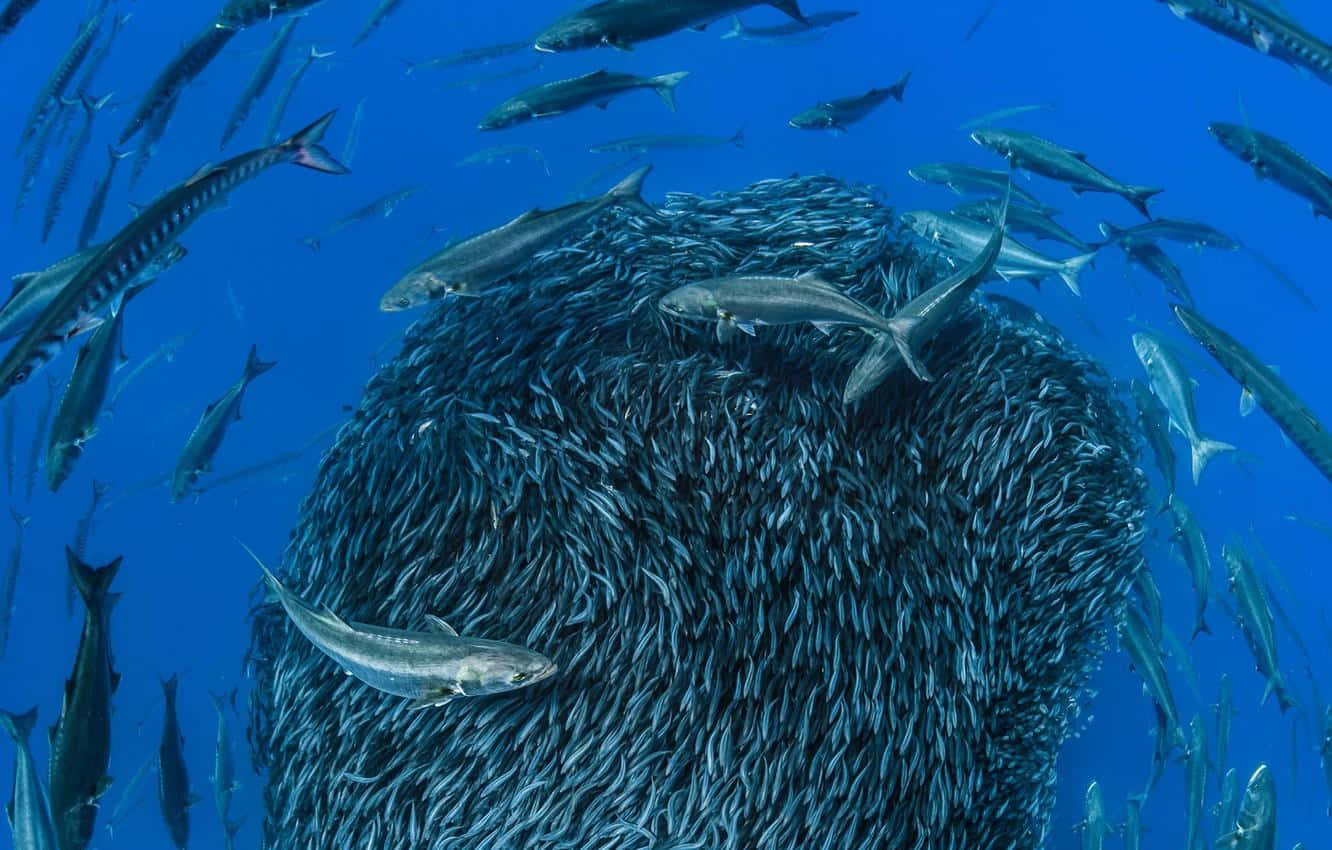  壁紙 — 一大群銀色魚在深藍色海水中旋轉，較大的掠食性魚類圍繞著密集的魚群盤旋。