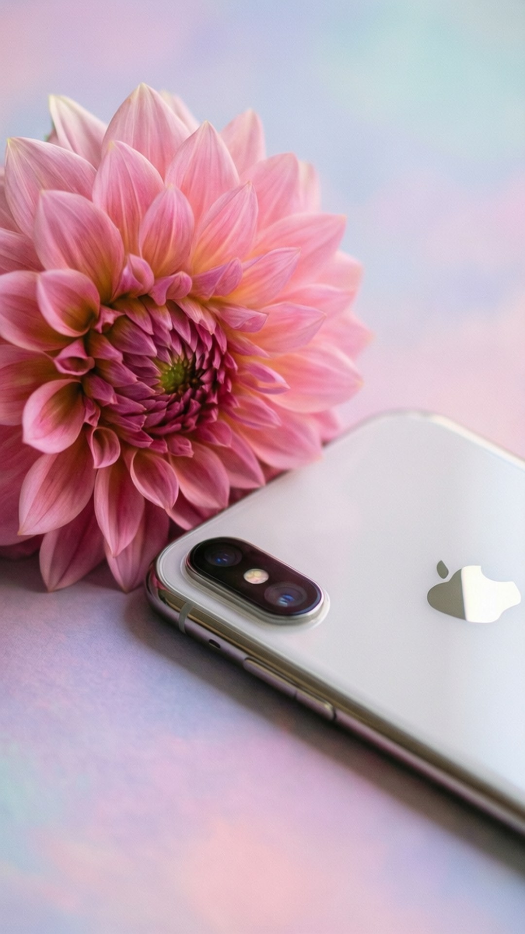 Floral Elegance iPhone XR 壁紙 — 一部銀色iPhone放在一朵鮮豔的粉紅色大麗花旁邊，背景是柔和的粉彩漸變色。