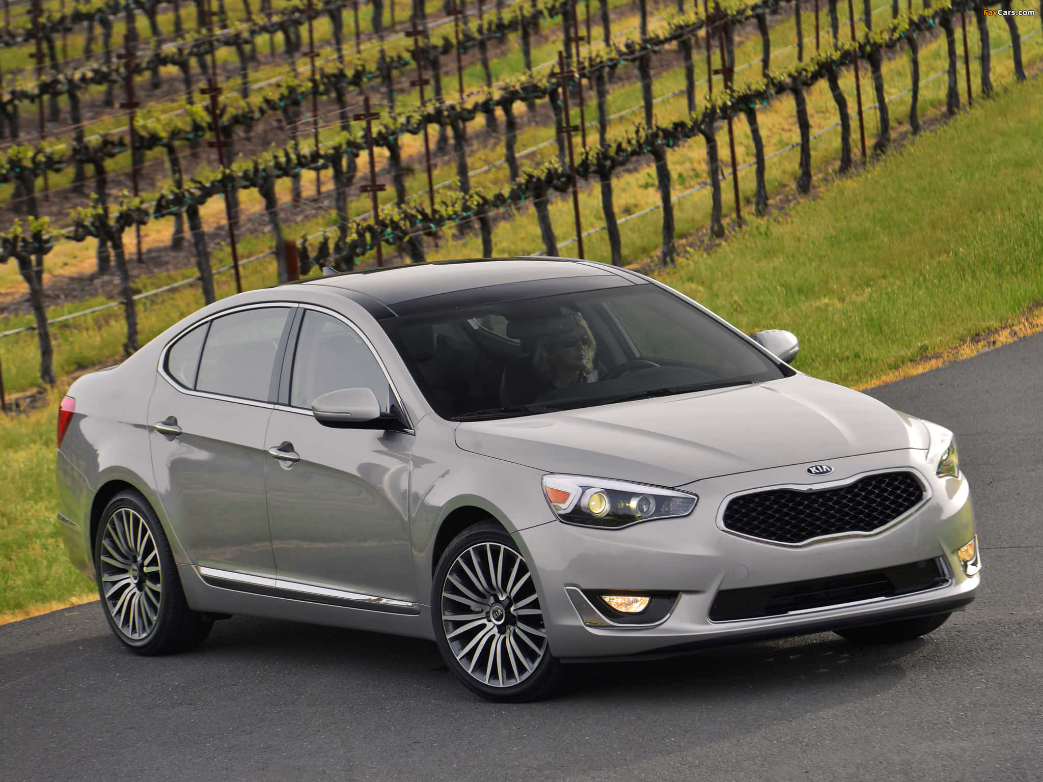 Kia Cadenza 桌布 壁紙 — 一輛時尚的銀色Kia轎車沿著蜿蜒的道路行駛，穿過陽光明媚的葡萄園，一排排葡萄藤延伸至遠方。