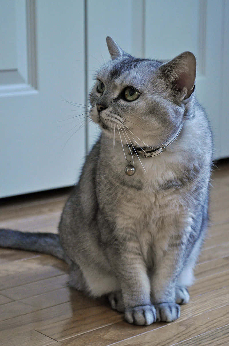 American Shorthair 桌布 壁紙 — 一隻銀色虎斑貓，綠色眼睛，警覺地坐在木地板上，靠近白色門，戴著帶鈴鐺的項圈。