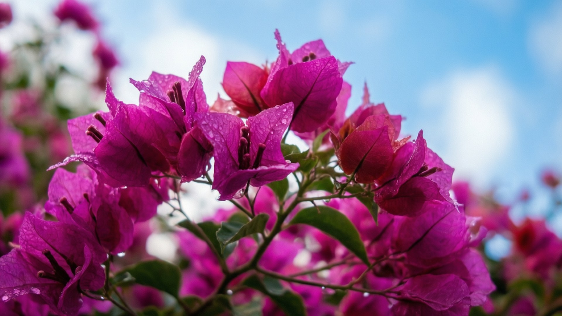 Magenta Morning Bougainvillea 壁紙 — 鮮豔的洋紅色九重葛花朵在柔和的藍天下閃爍著露珠。
