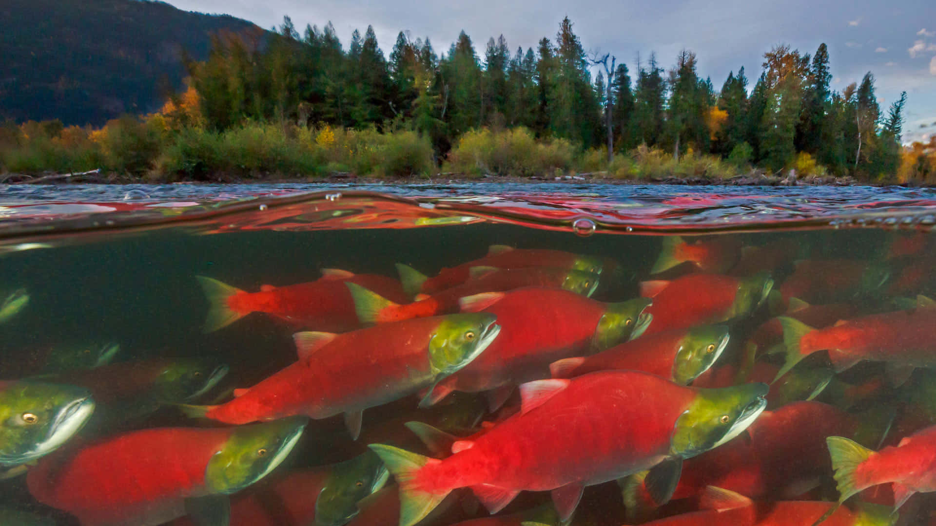  壁紙 — 鮮豔的紅色鮭魚在河中游動，秋天的樹木和山脈在水面上方構成了畫面。