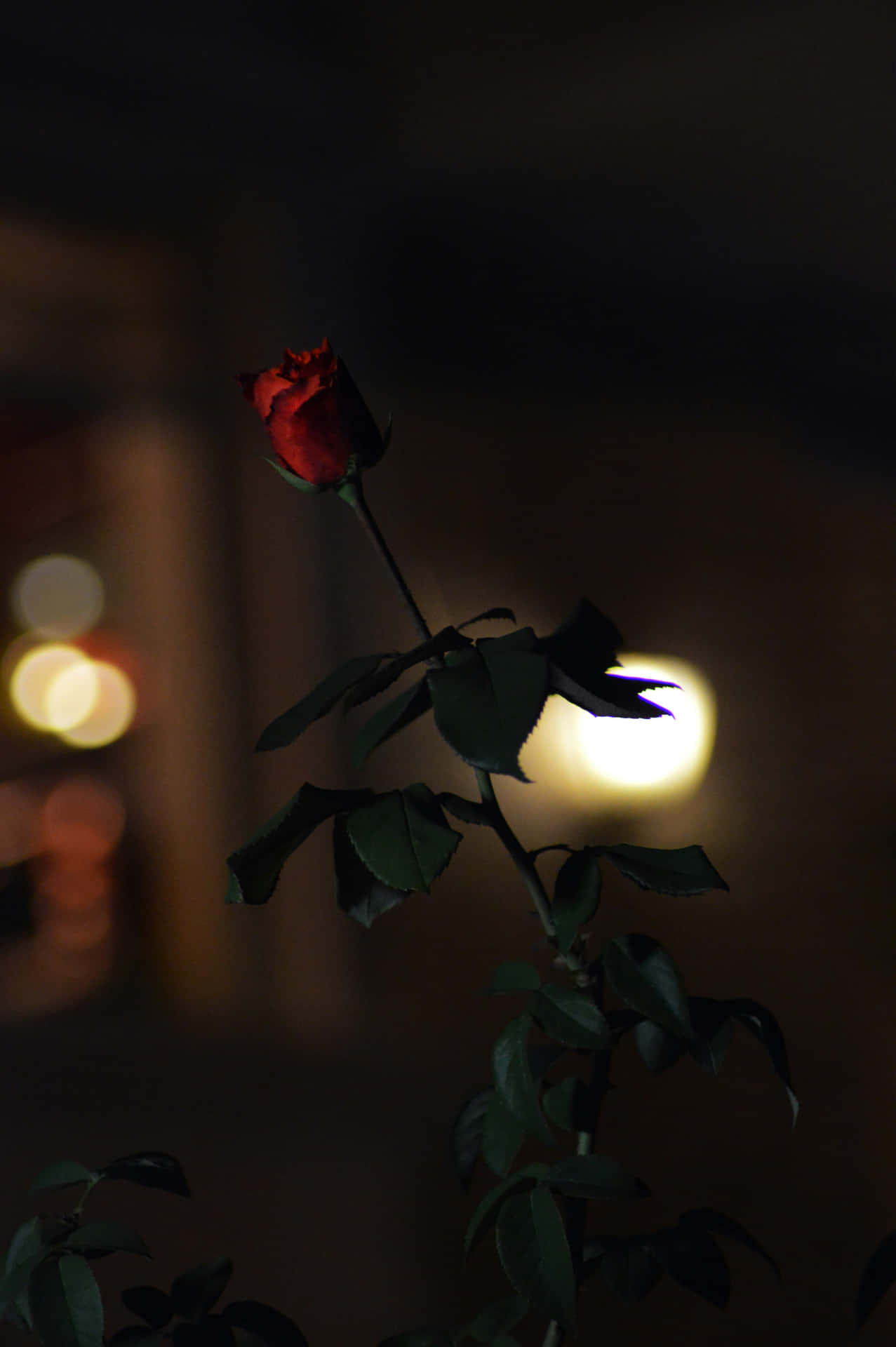  壁紙 — 一朵紅玫瑰蓓蕾在陰影中，襯著柔和模糊的夜景城市天際線，閃爍著溫暖的散景燈光。