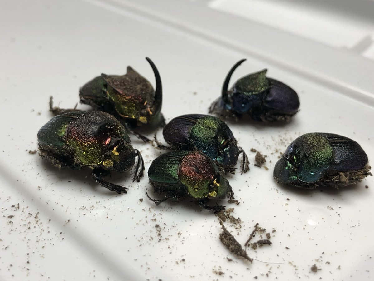  壁紙 — 六隻帶有彎曲角的虹彩綠色和紫色糞金龜，停留在撒有泥土的白色表面上。